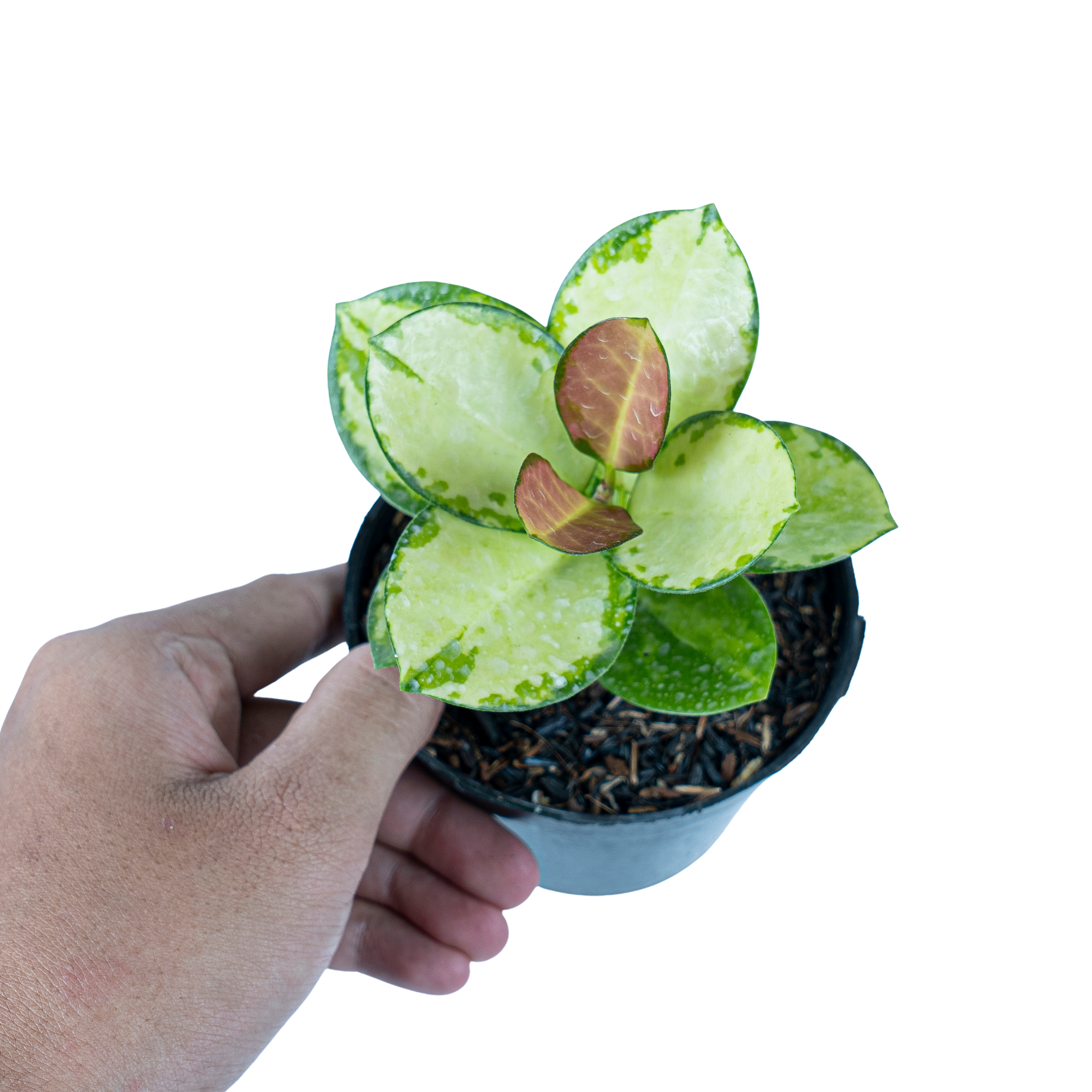 Hoya Australis Lisa