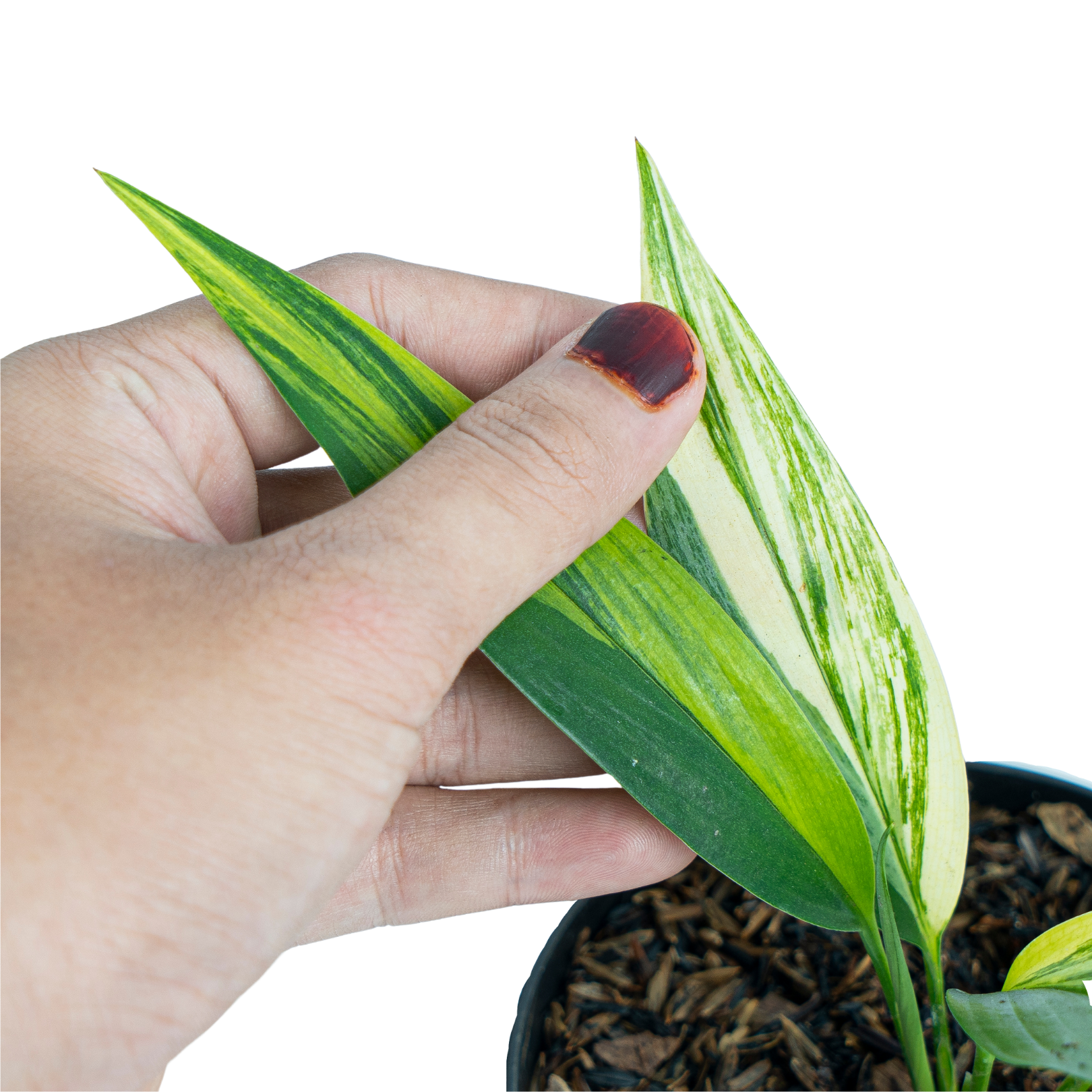 Epipremnum Amplissimum Aurea Variegated