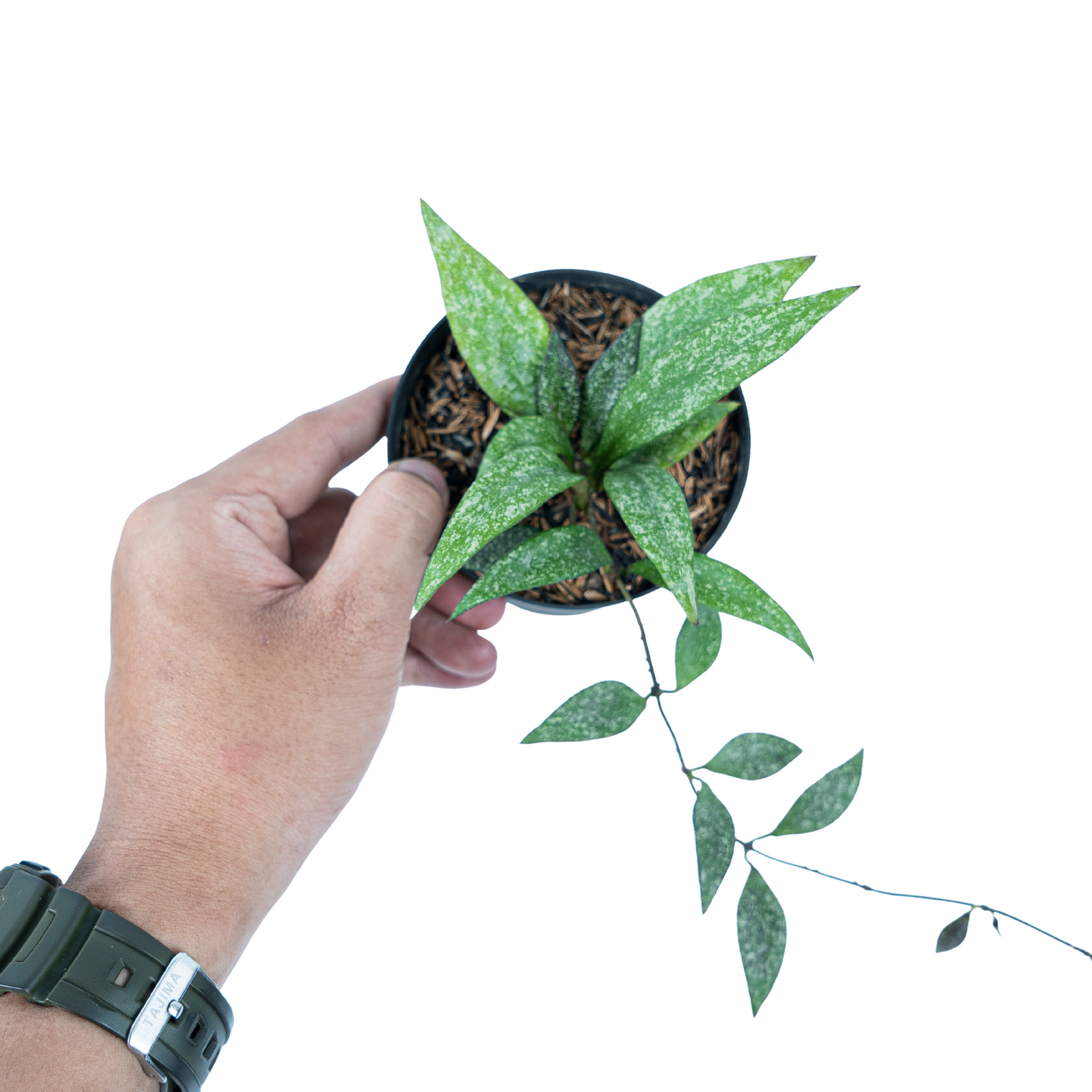 Hoya Parviflora Splash – Aroid Market