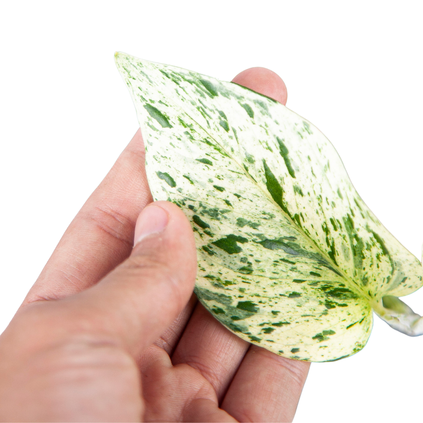 Epipremnum Aurea Marble Queen