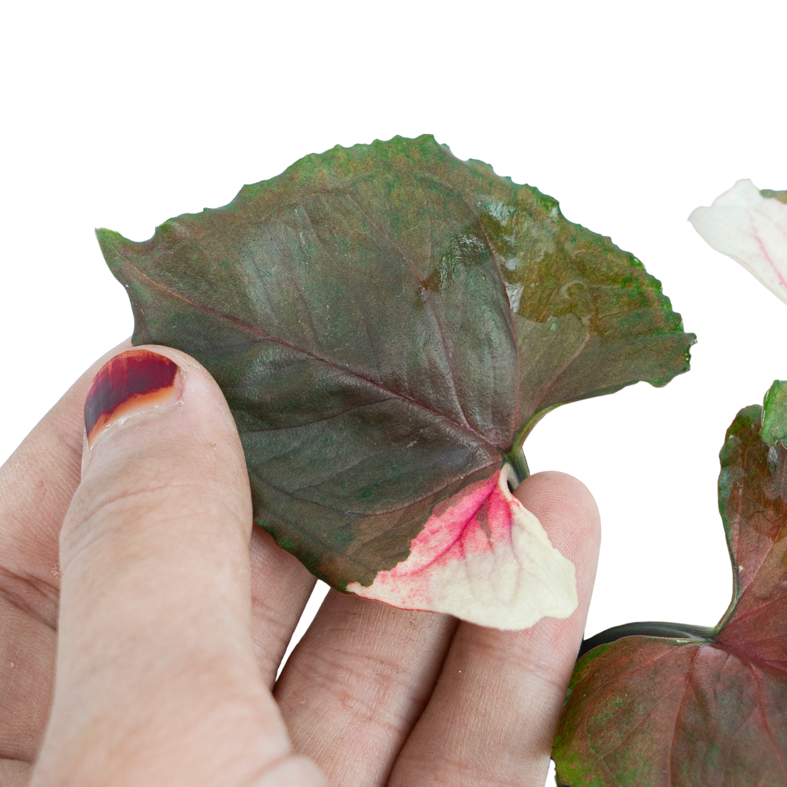 Syngonium Strawberry Ice
