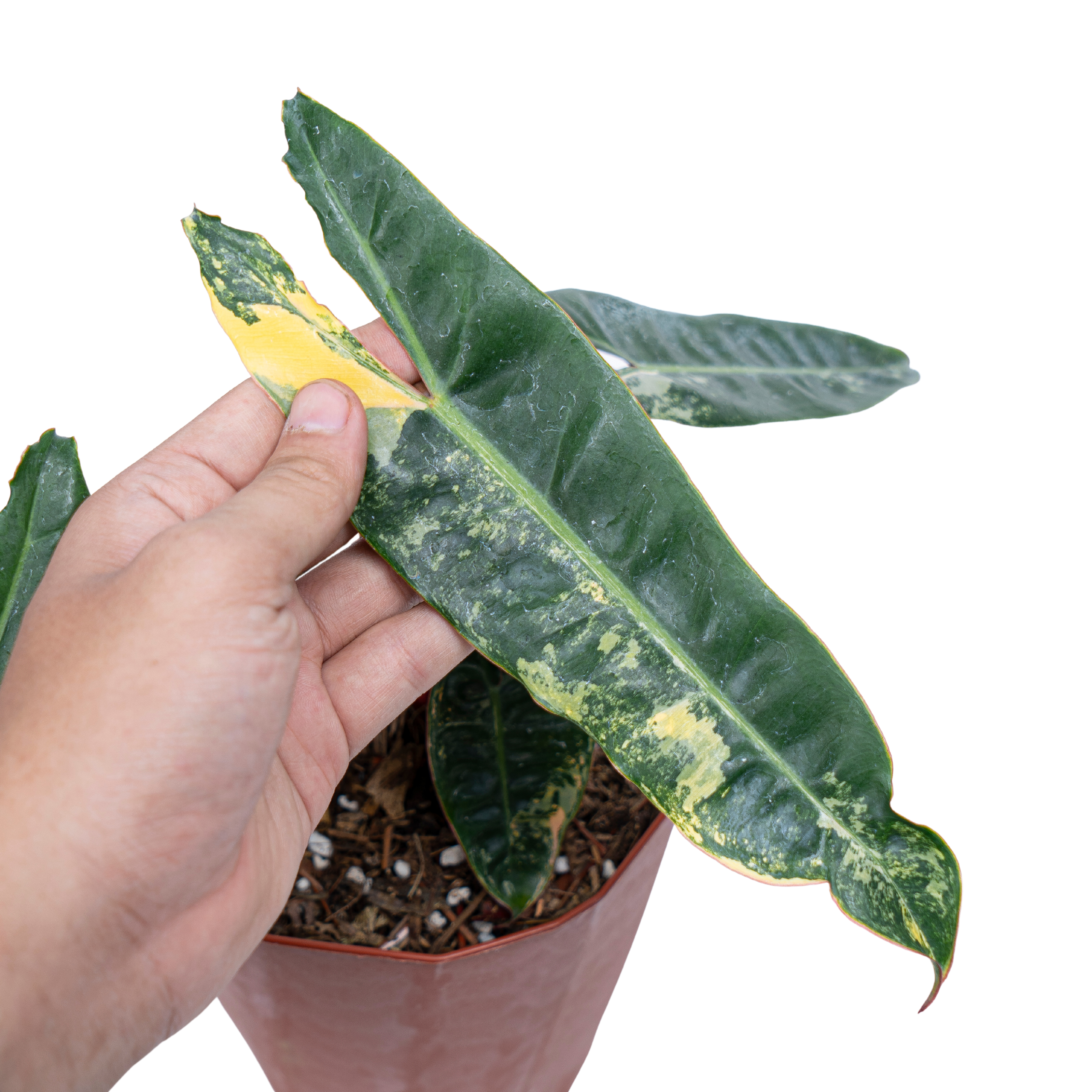 Philodendron Billietiae Variegated