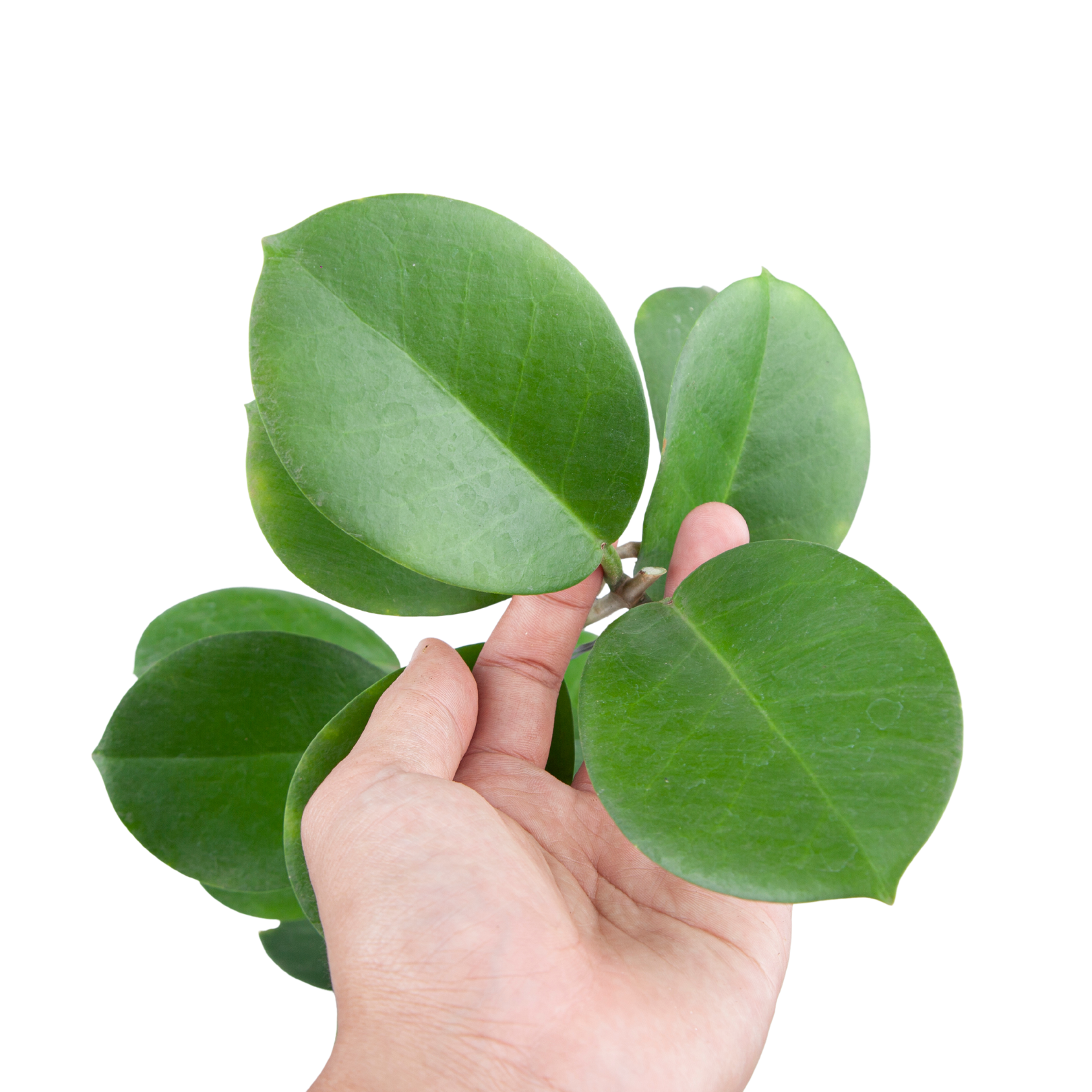 Hoya Australis
