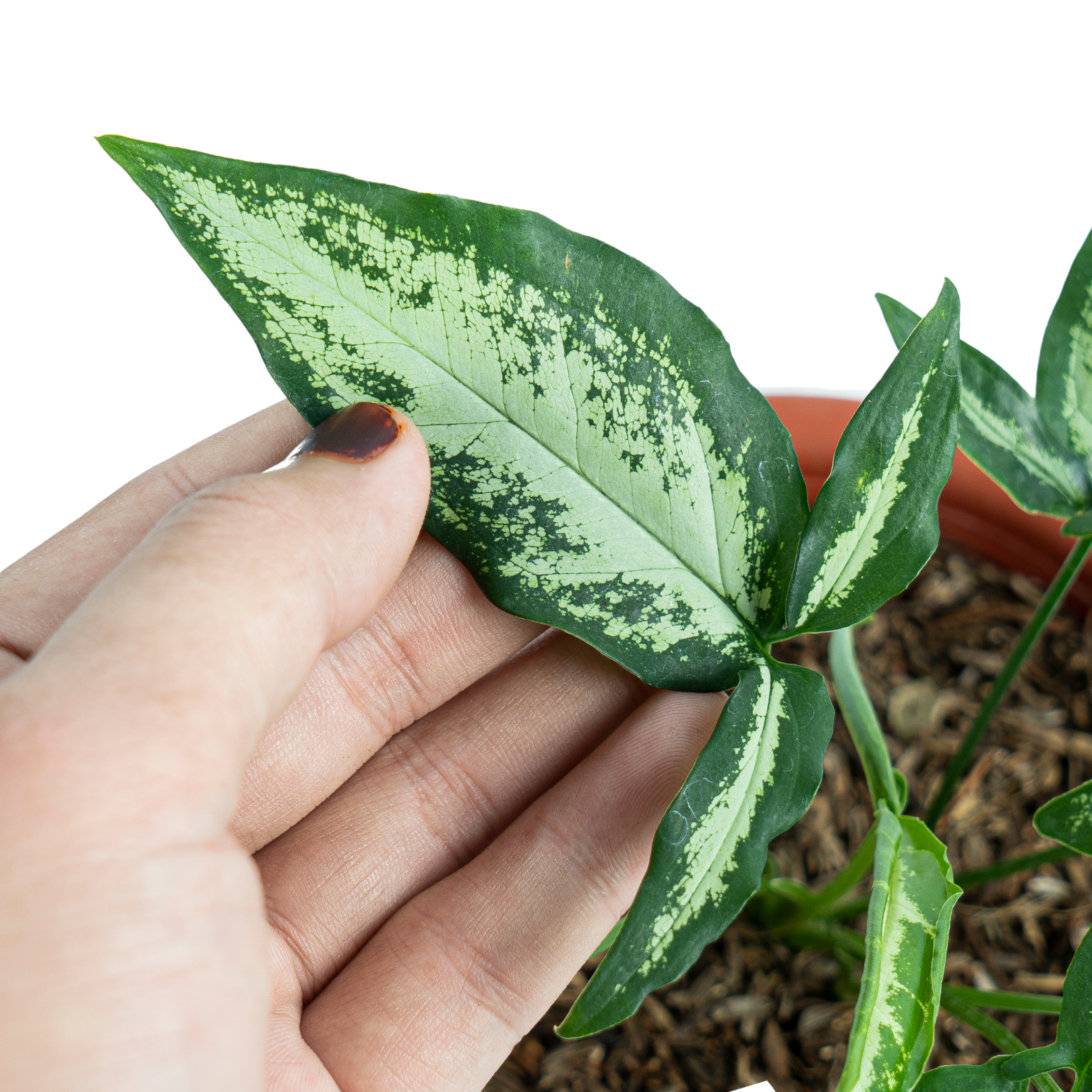 Syngonium White Ribbon