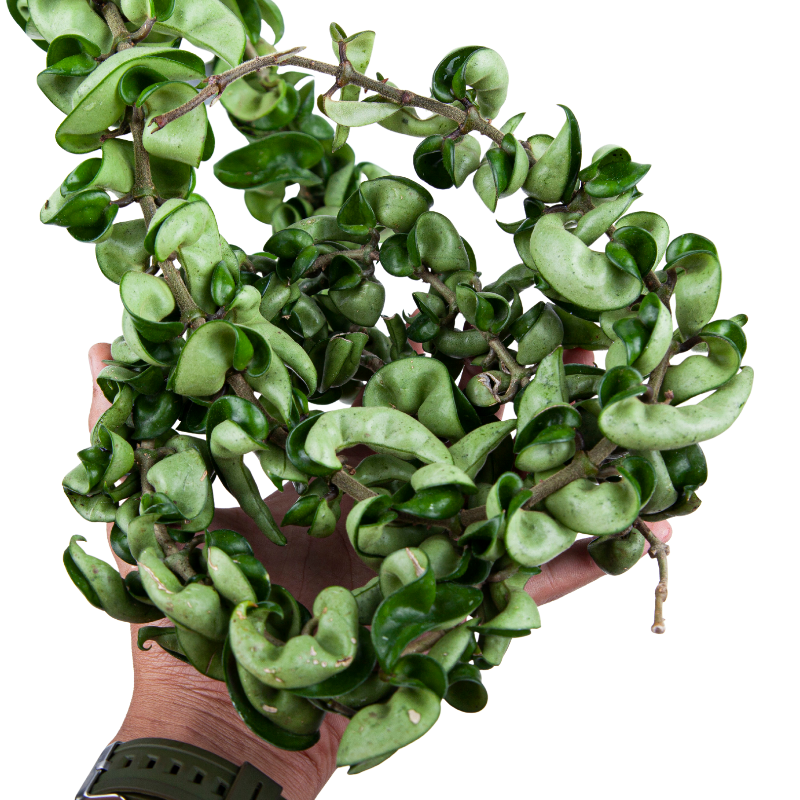 Hoya Compacta Long