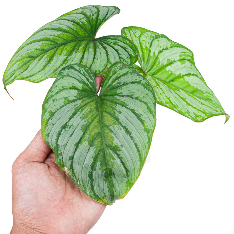 Philodendron Mamei (Silver Cloud)
