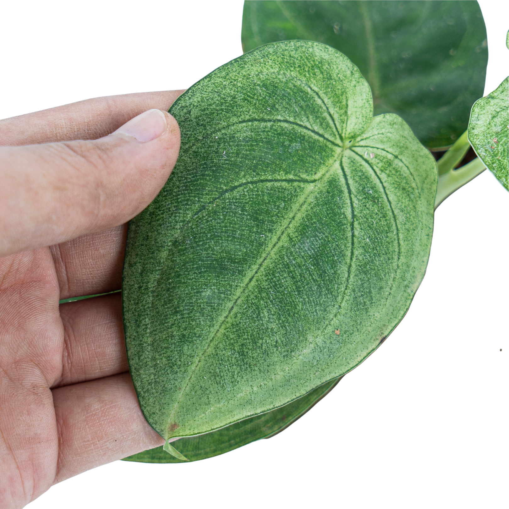Syngonium Frosted Heart