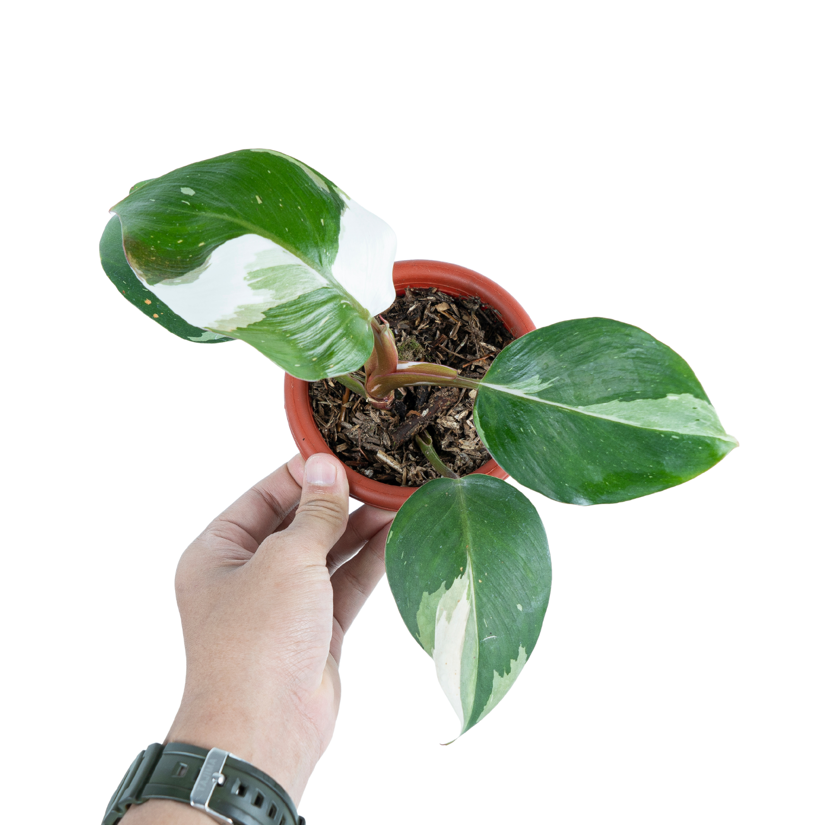 VARIEGATED PHILODENDRON PACKAGE