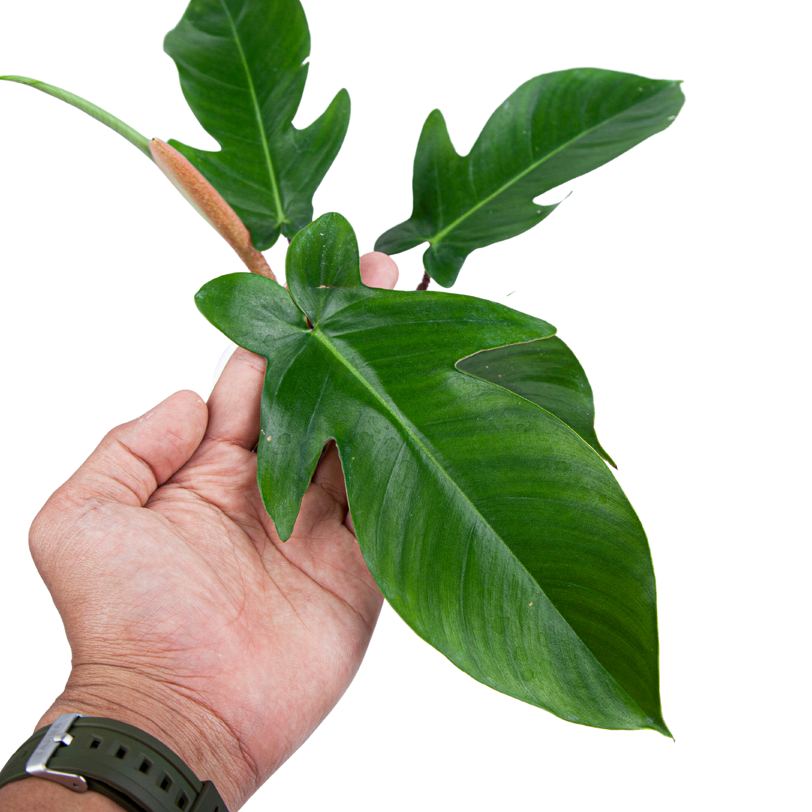 Philodendron Squamiferum