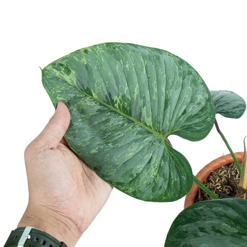Philodendron Sodiroi Variegated ( Mature size )