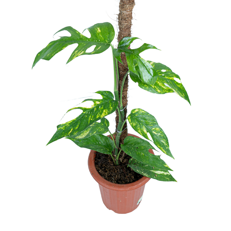 Epipremnum Kujang/EpipremnumYellow Flame Variegated Plant - Mawar Hitam  Flora