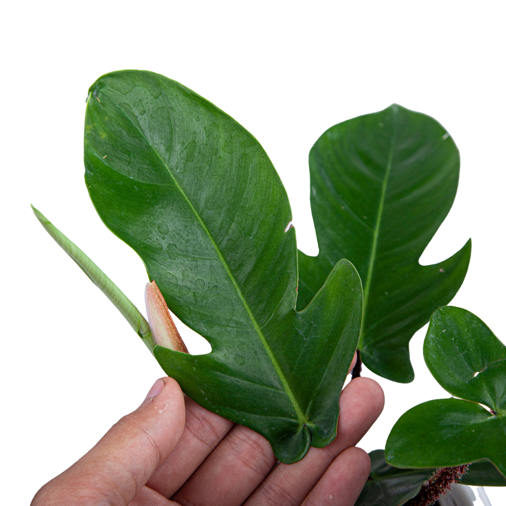Philodendron Squamiferum