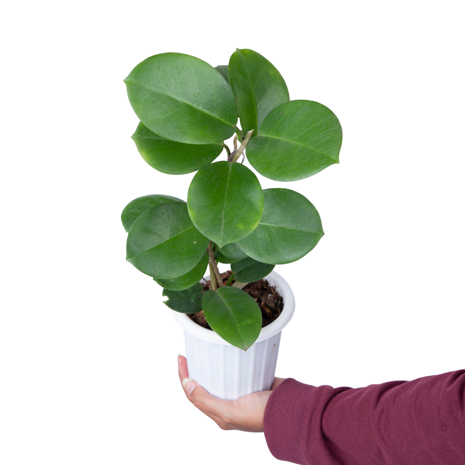 Hoya Australis