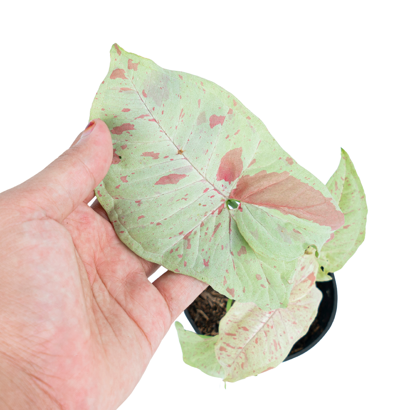 Syngonium Milk Confetti