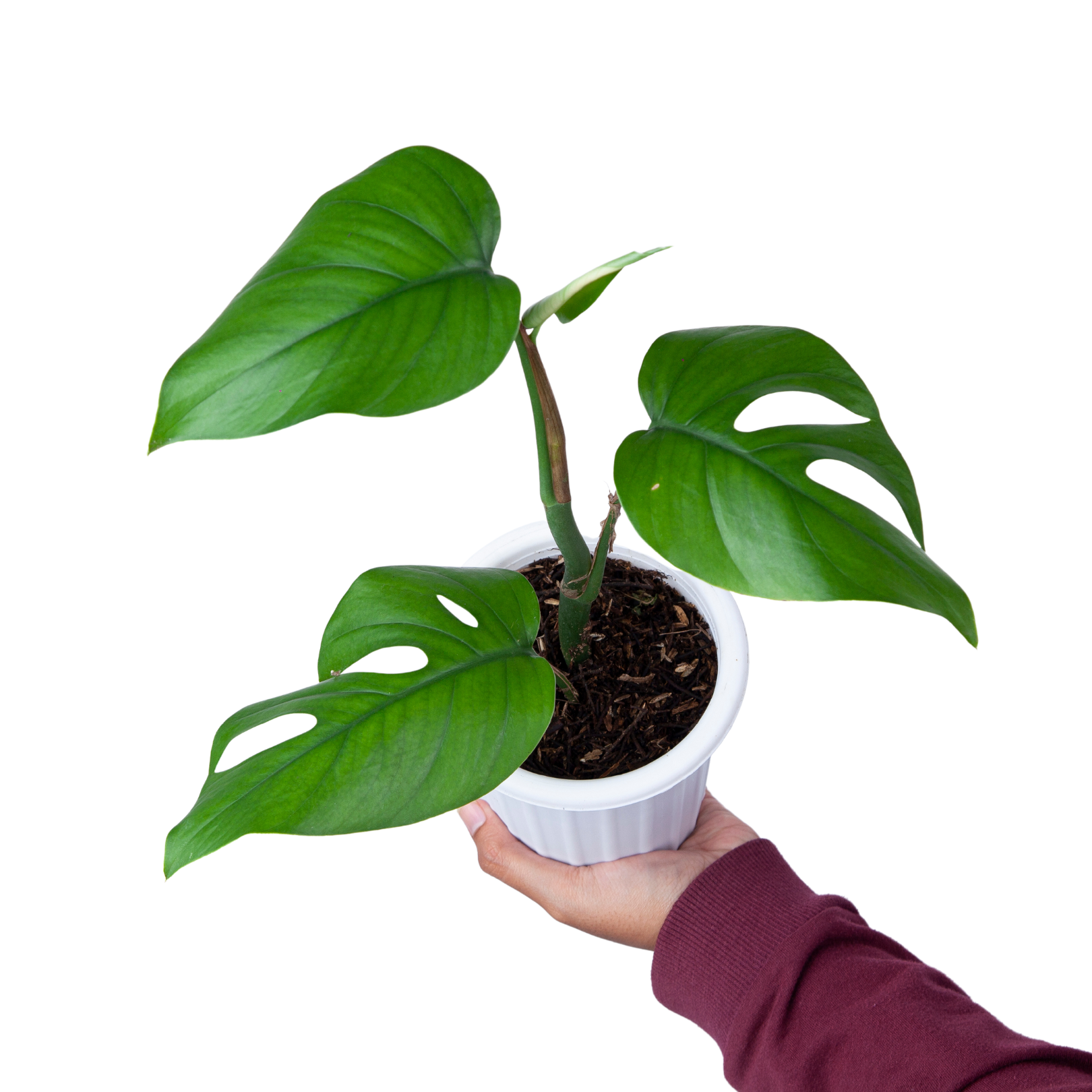 Raphidophora Pertusa