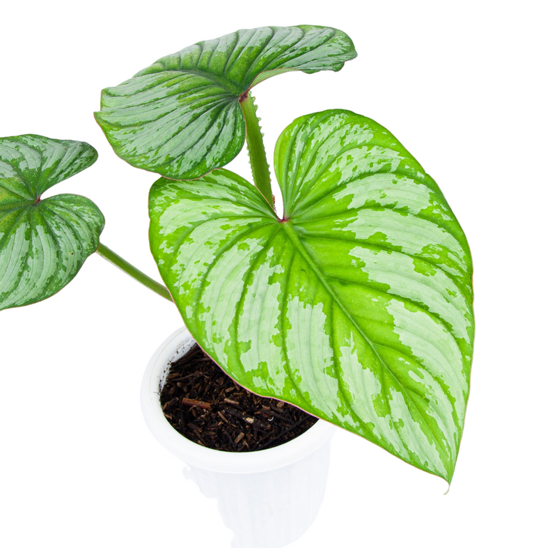 Philodendron Mamei (Silver Cloud)