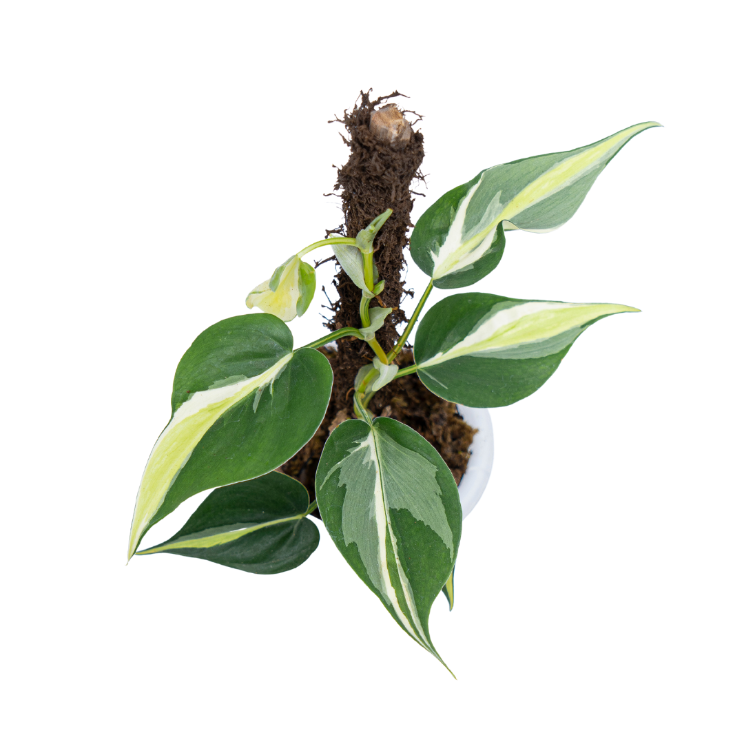 Philodendron Hederaceum 'Gabby'