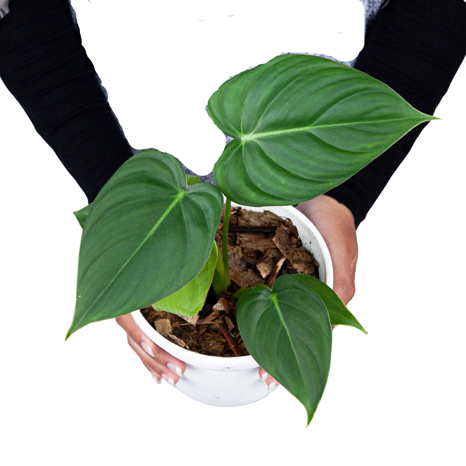 Philodendron Pastazanum