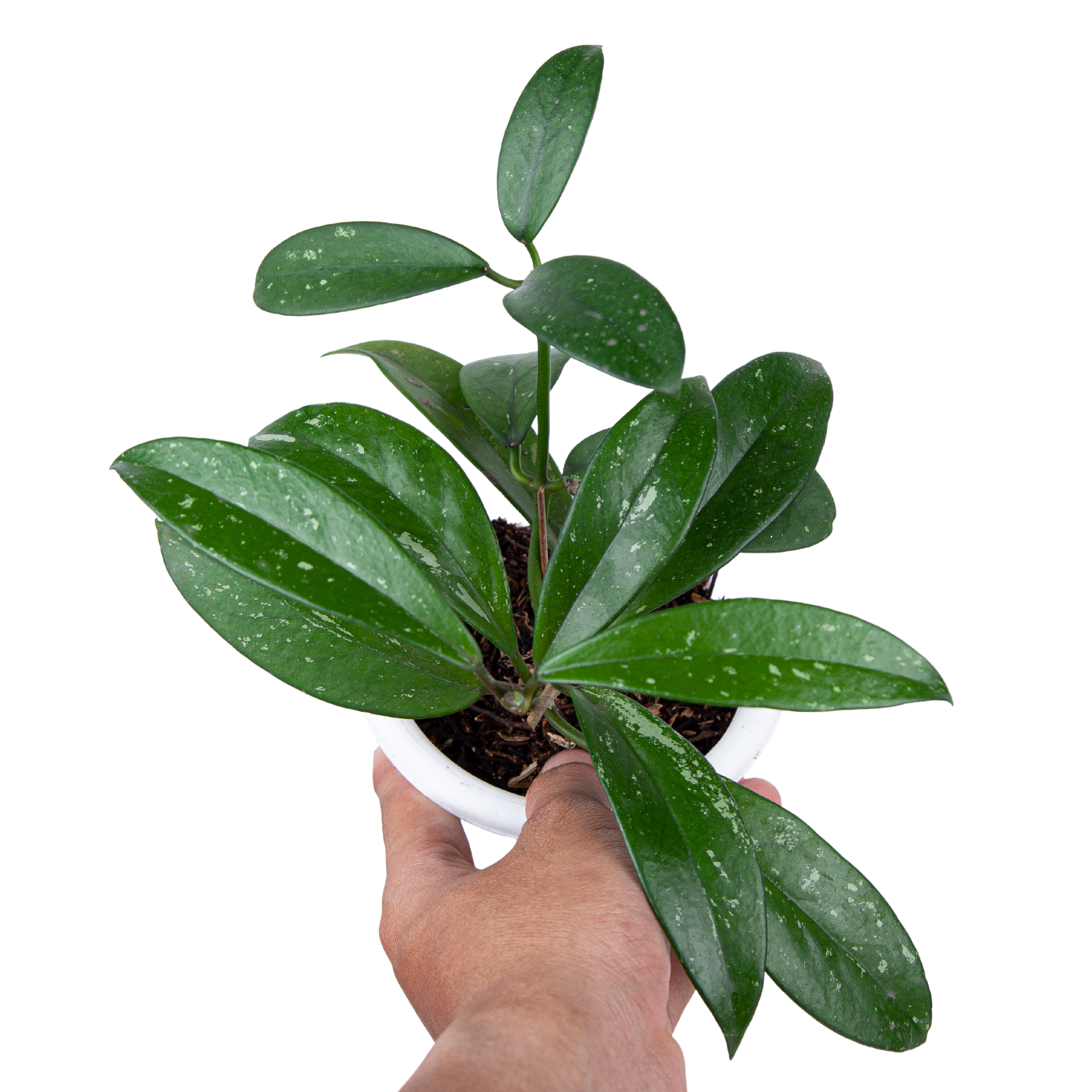 Hoya pubicalyx