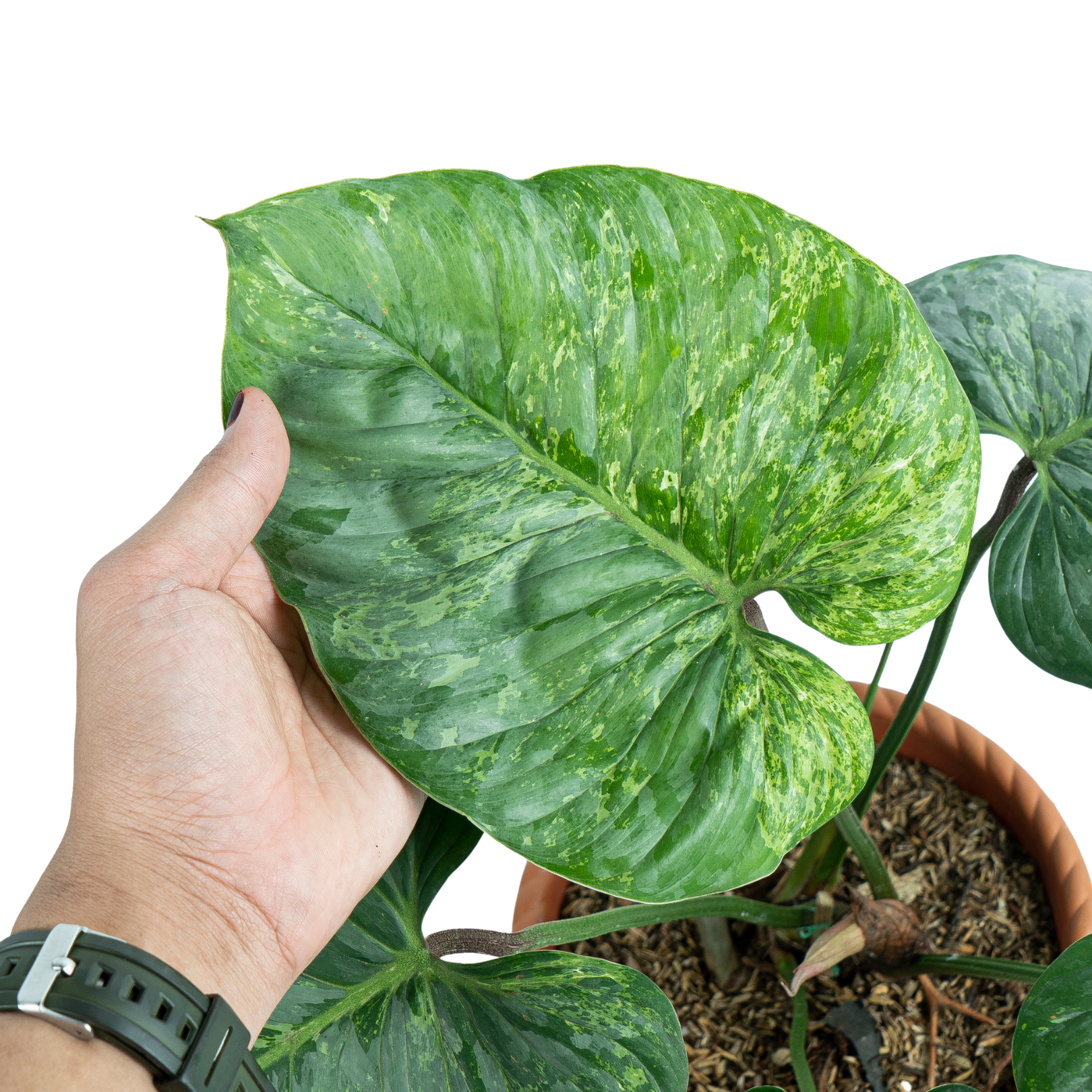 Philodendron Sodiroi Variegated ( Mature size )