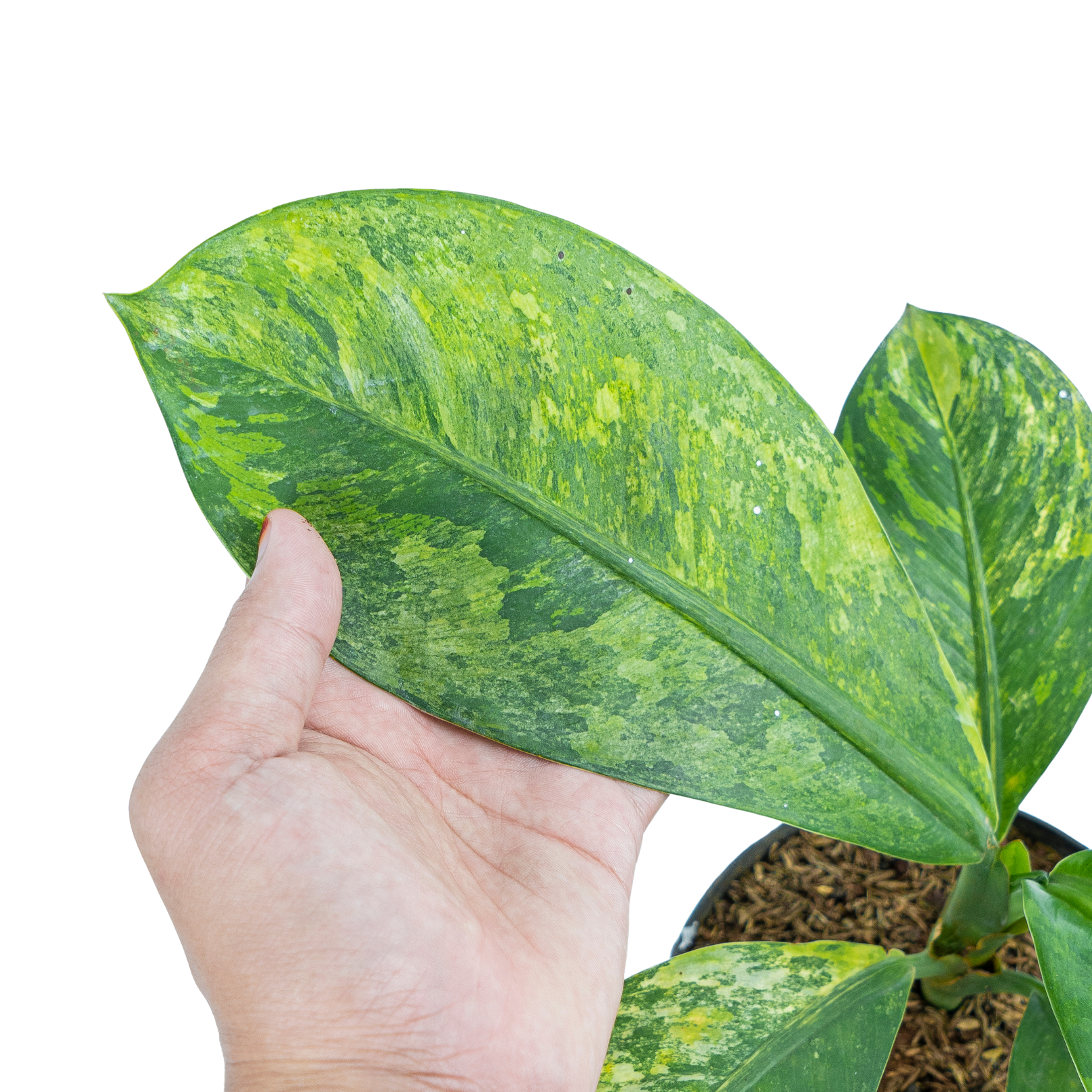 Dieffenbachia Yellow Variegated
