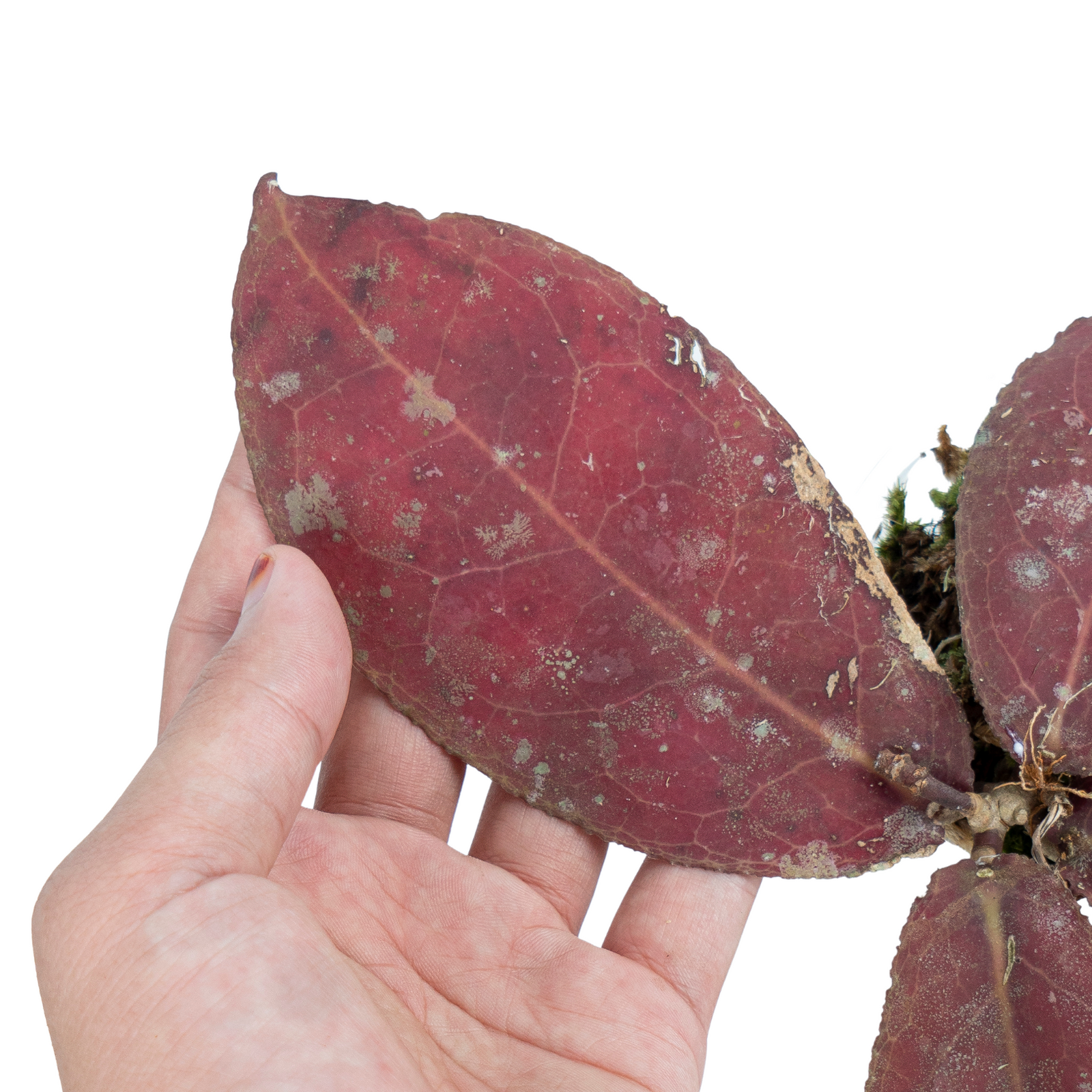 Hoya Red Undulata Ship By DHL Express deals Free Phytosanitary Certificate & Free Anthurium Crystalinum