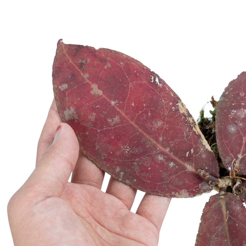 Hoya Red Undulata Sp Borneo