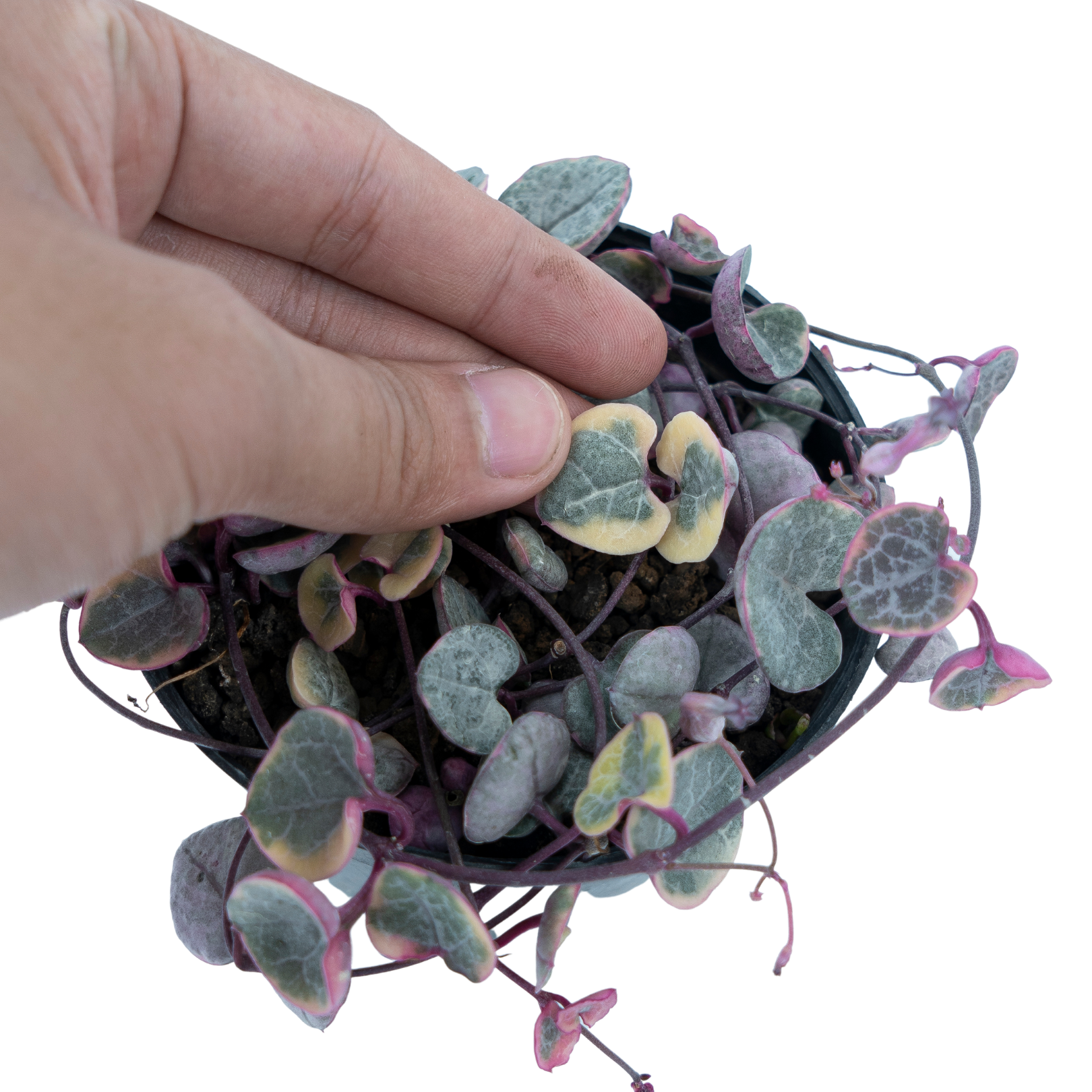 String of Heart Variegated