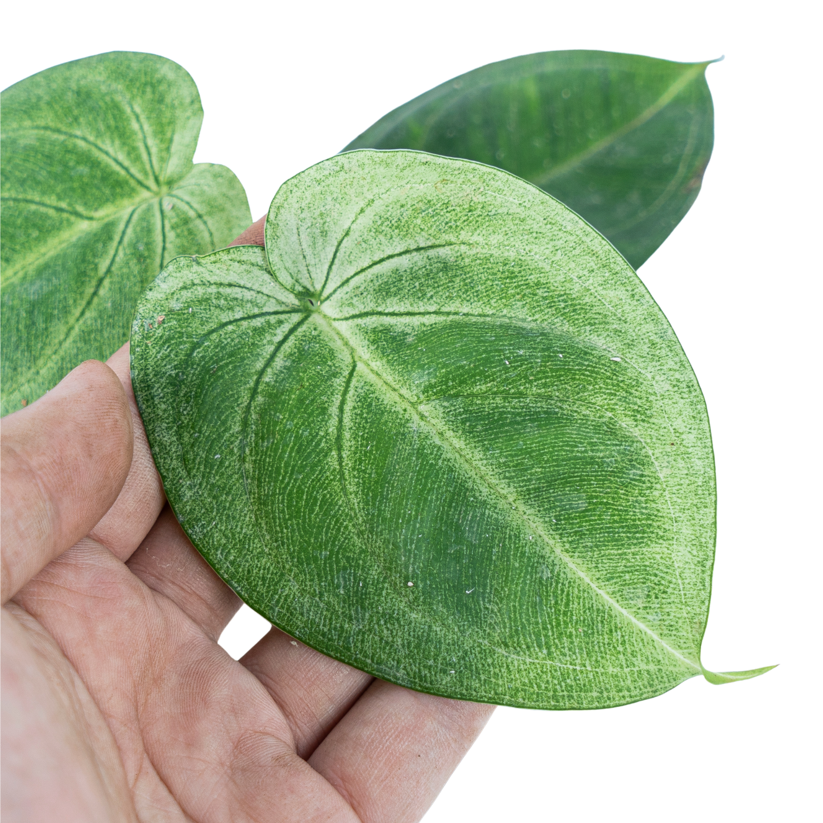 Syngonium Frosted Heart