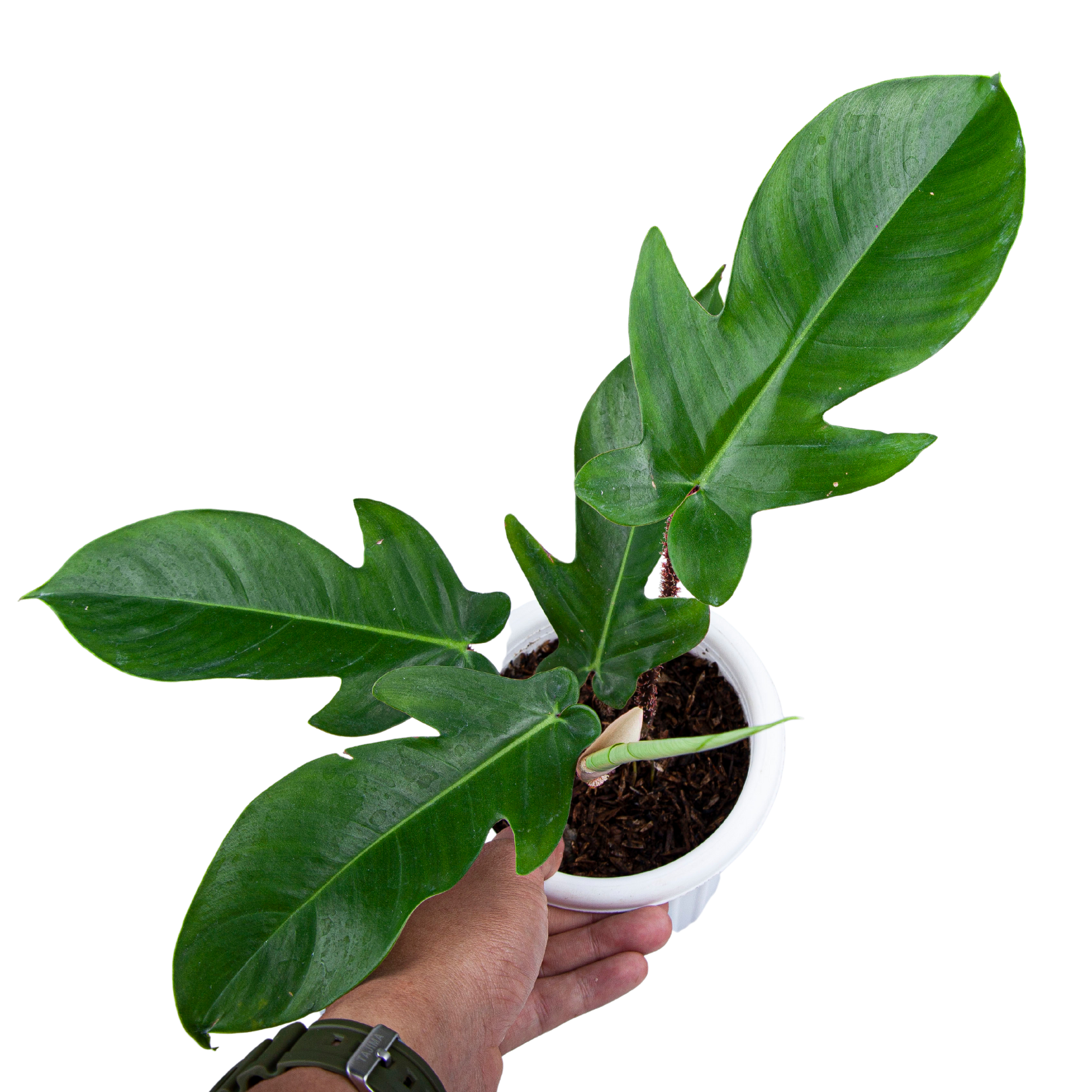 Philodendron Squamiferum
