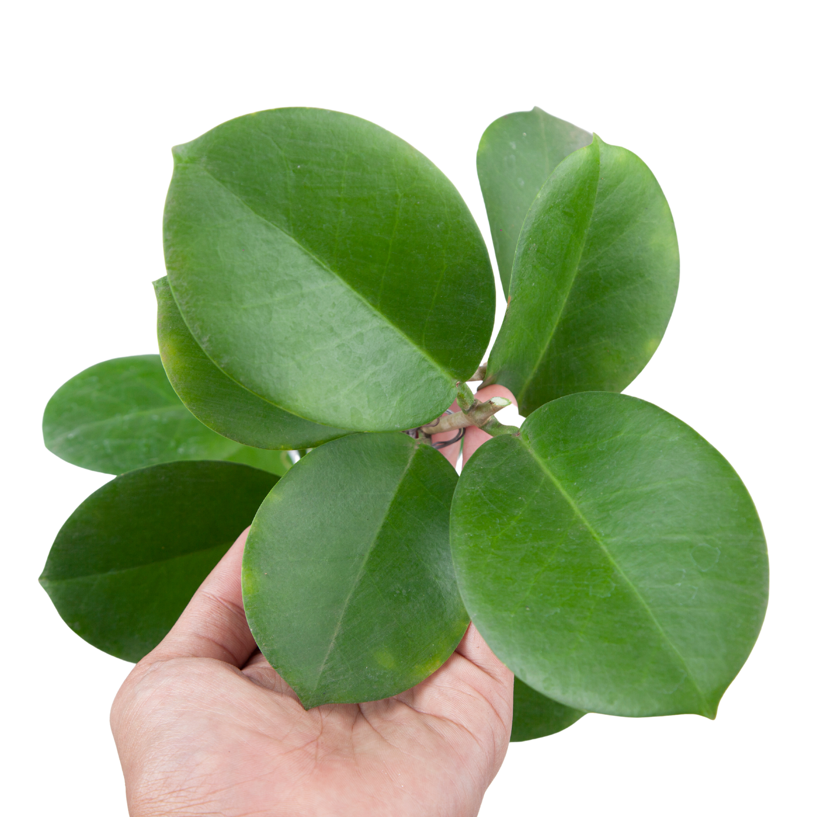 Hoya Australis