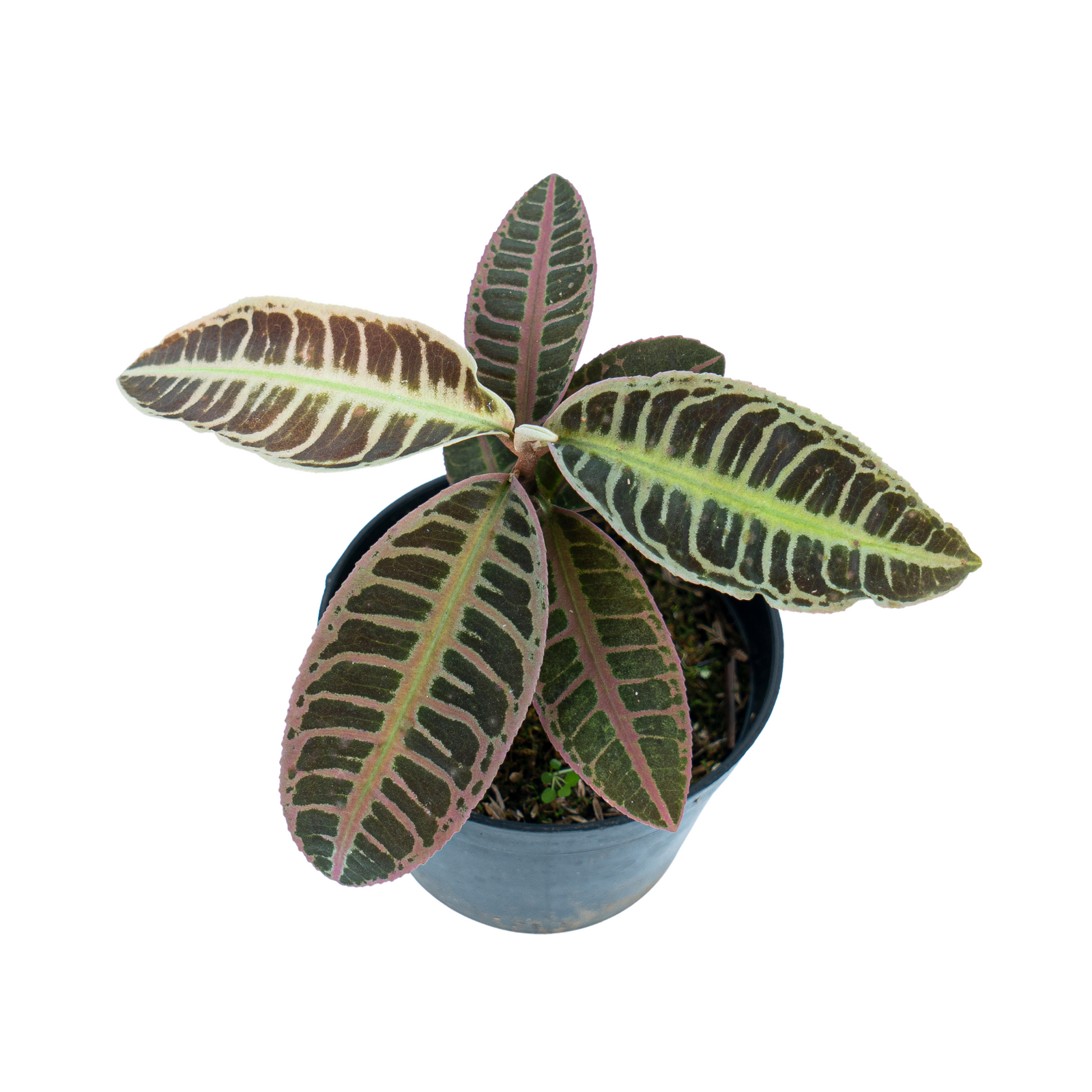 Labisia sp.Riau sumatra 極美黒紫ラビシア②