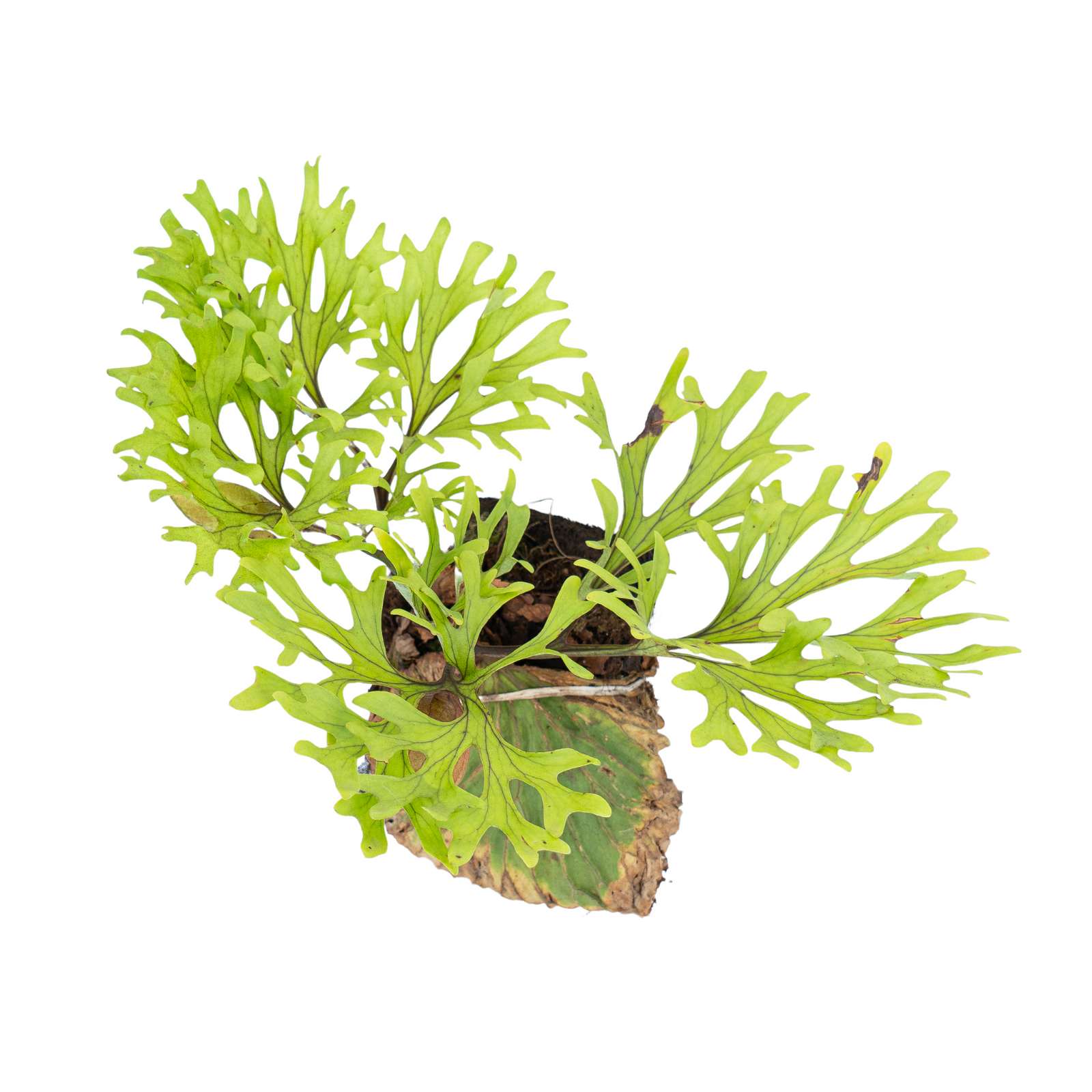 Platycerium Ridleyi – Aroid Market