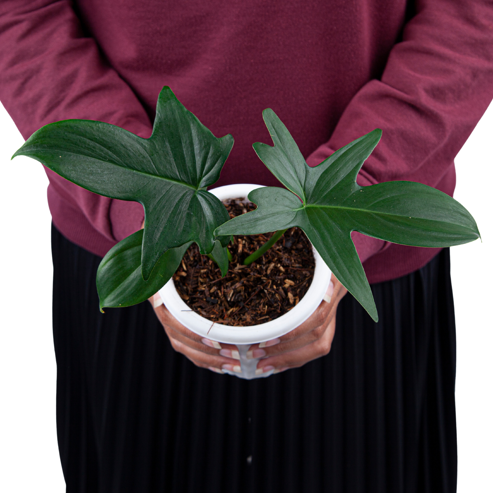 Philodendron Pedatum