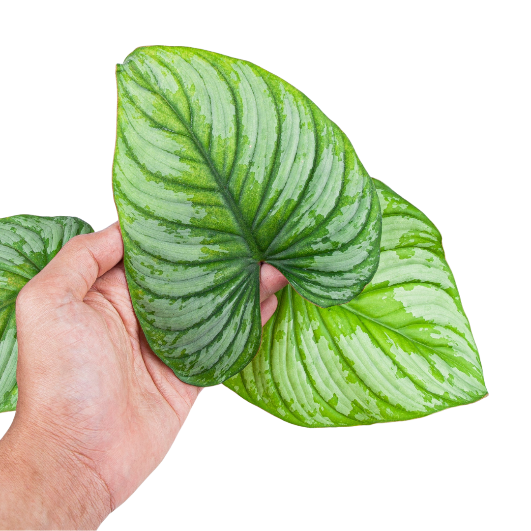 Philodendron Mamei (Silver Cloud)
