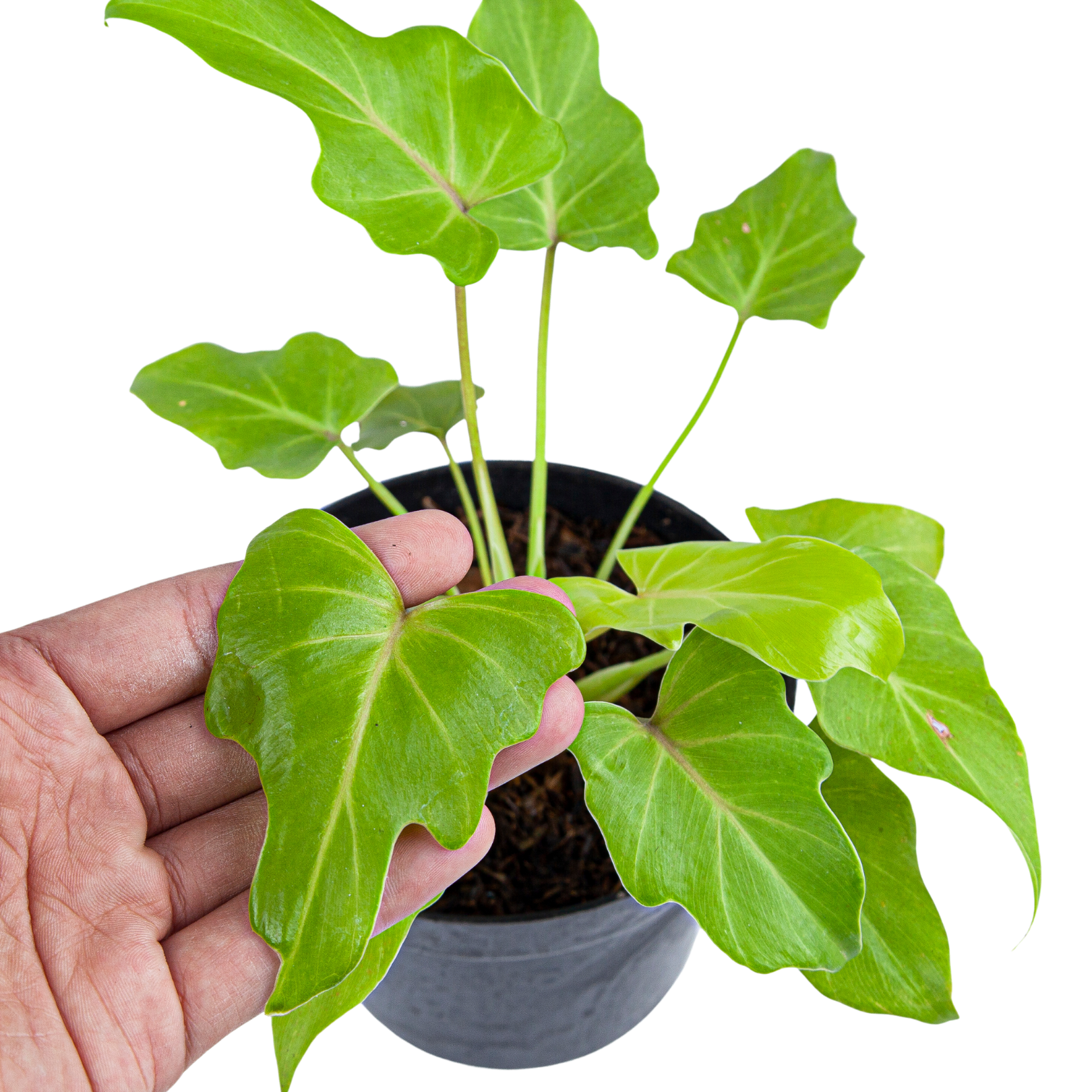 Philodendron Golden Xanadu