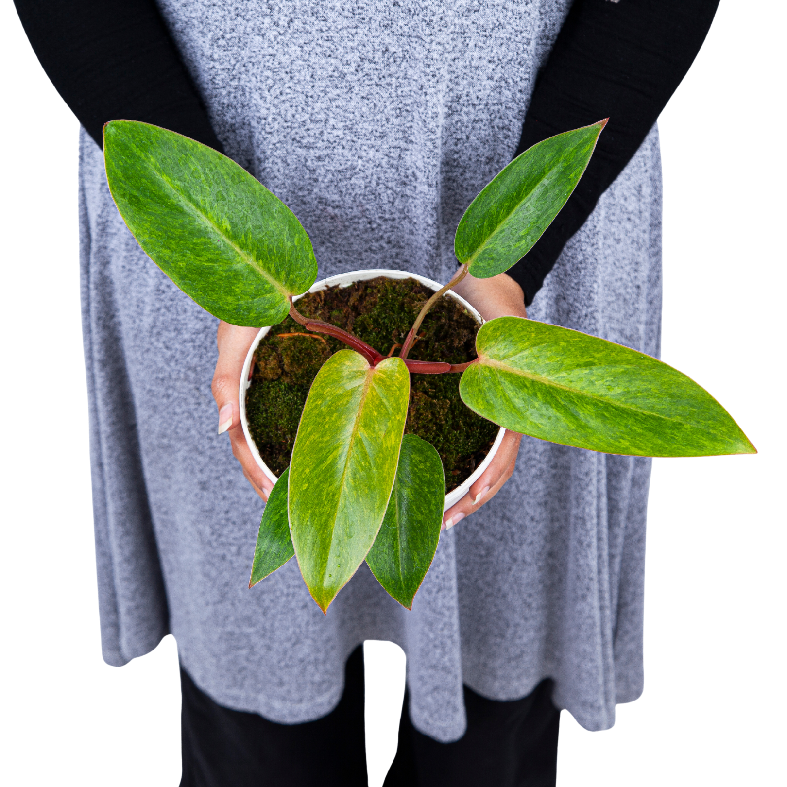Philodendron Painted Lady
