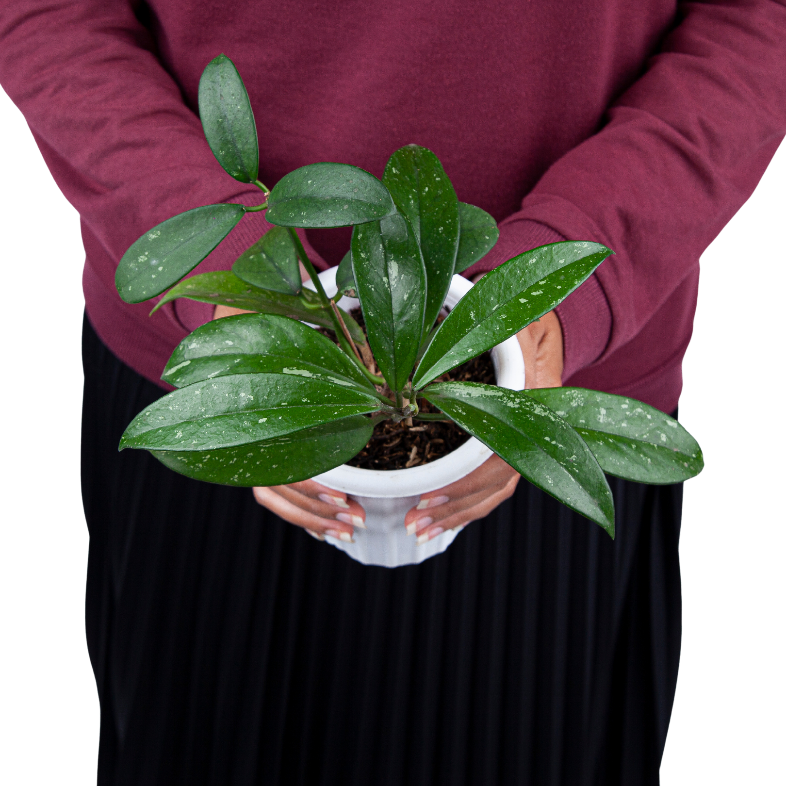 Hoya pubicalyx