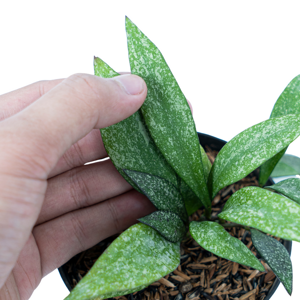 Hoya Parviflora Splash