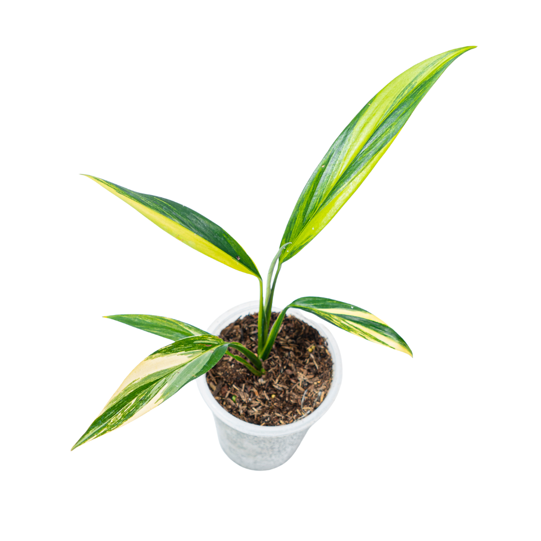 Epipremnum Amplissimum Yellow Variegated