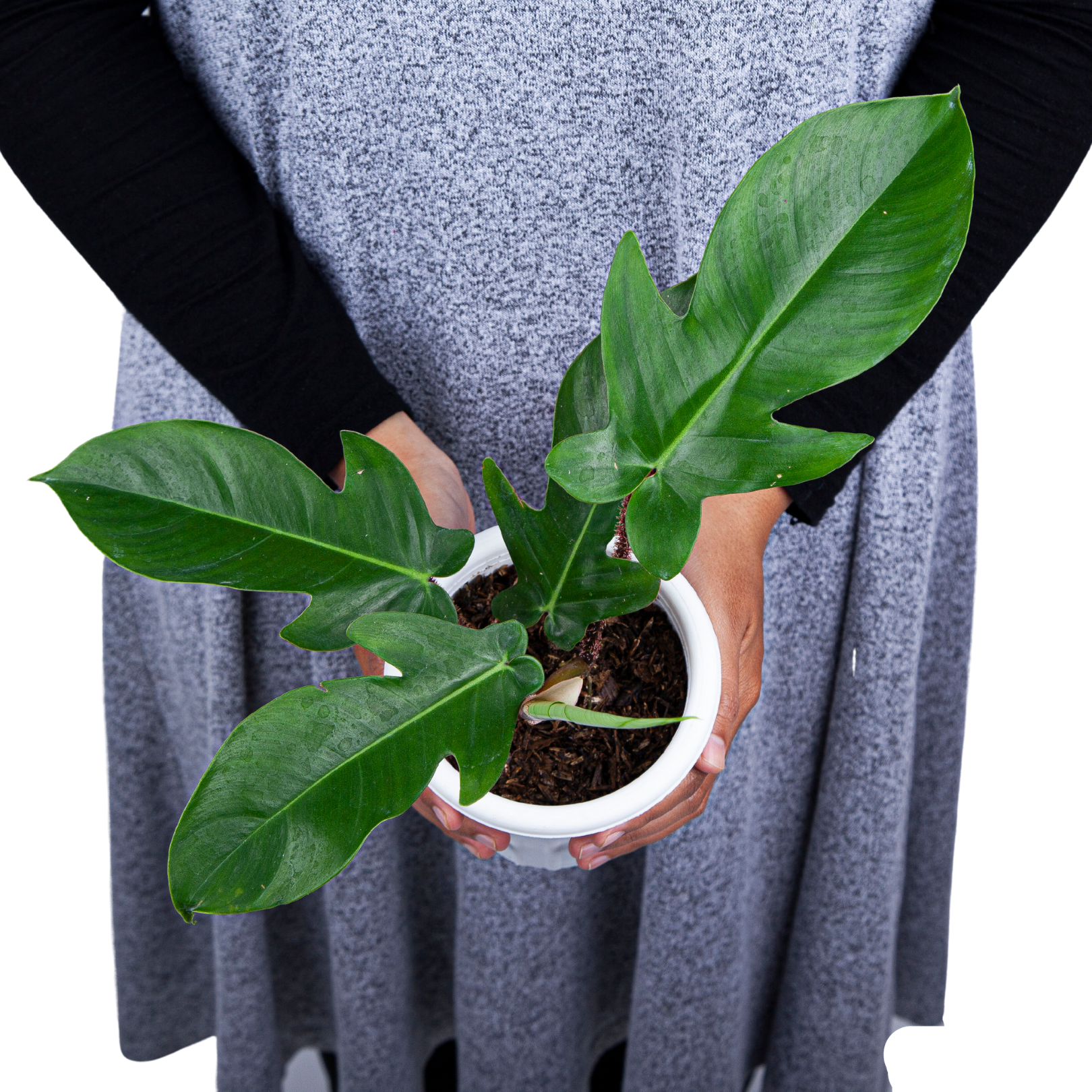 Philodendron Squamiferum