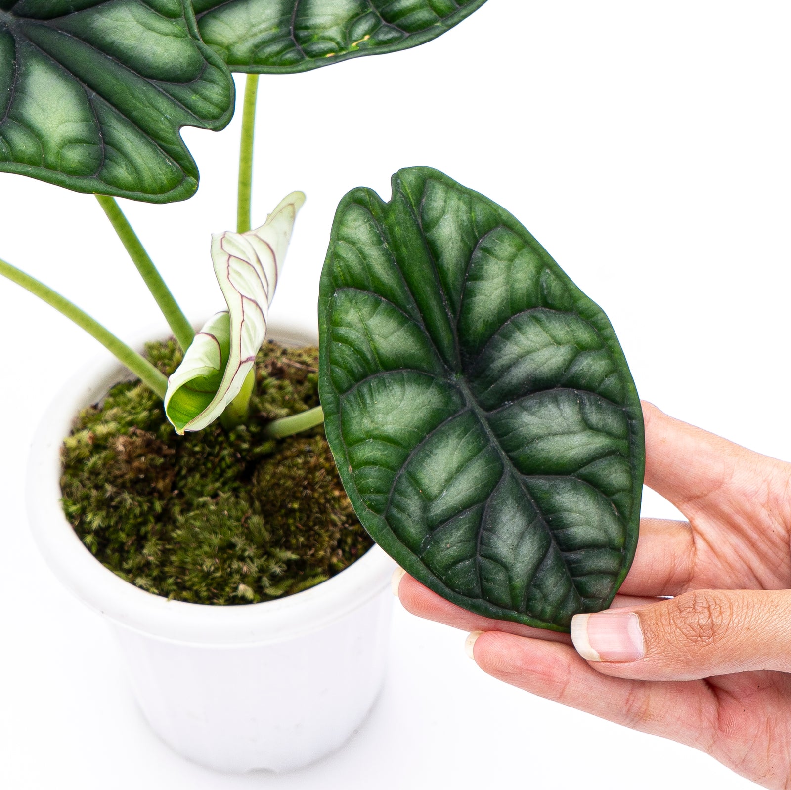 Alocasia Dragon scale Var No3 観葉植物