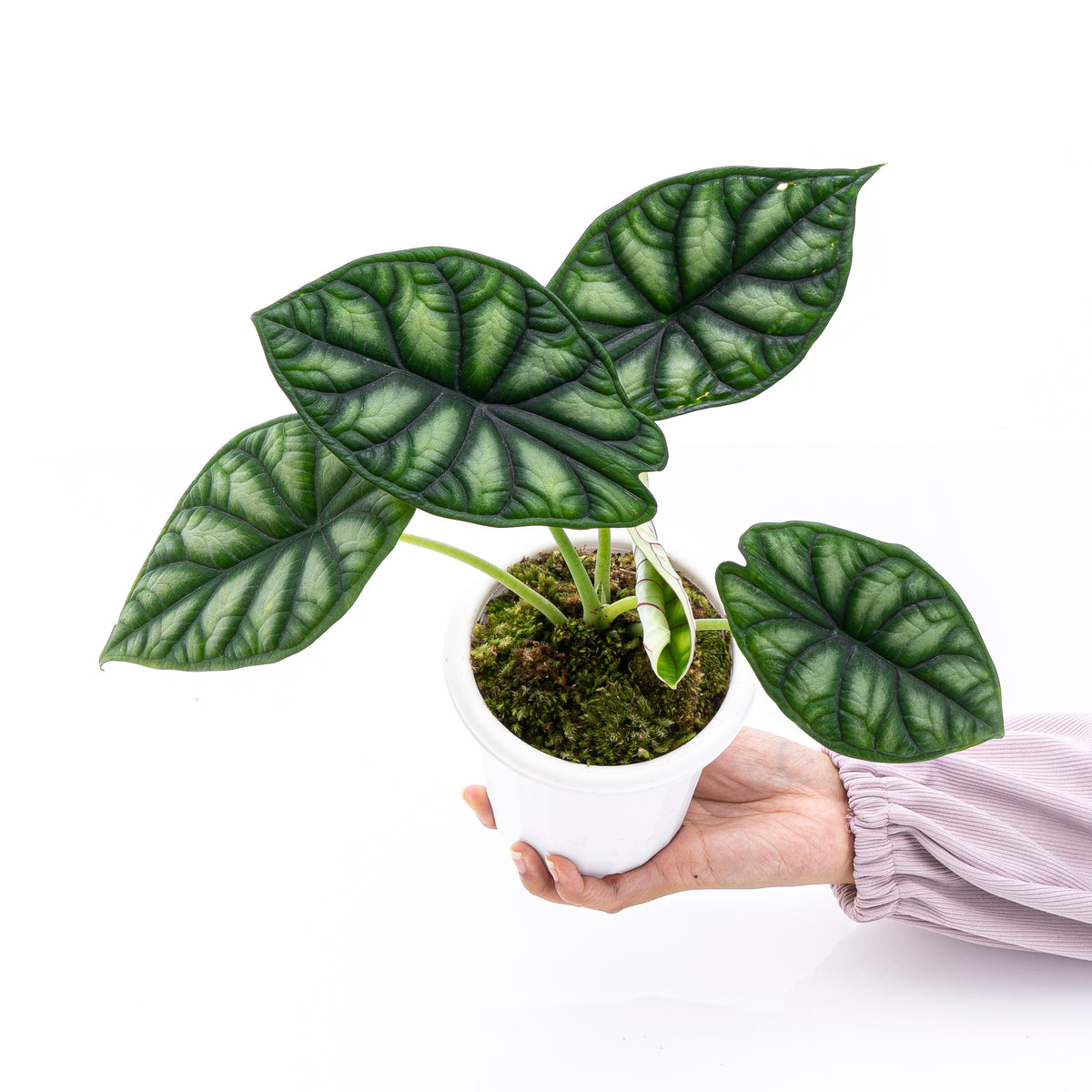 anthurium dragon scale Alocasia Dragon Scale Borneo