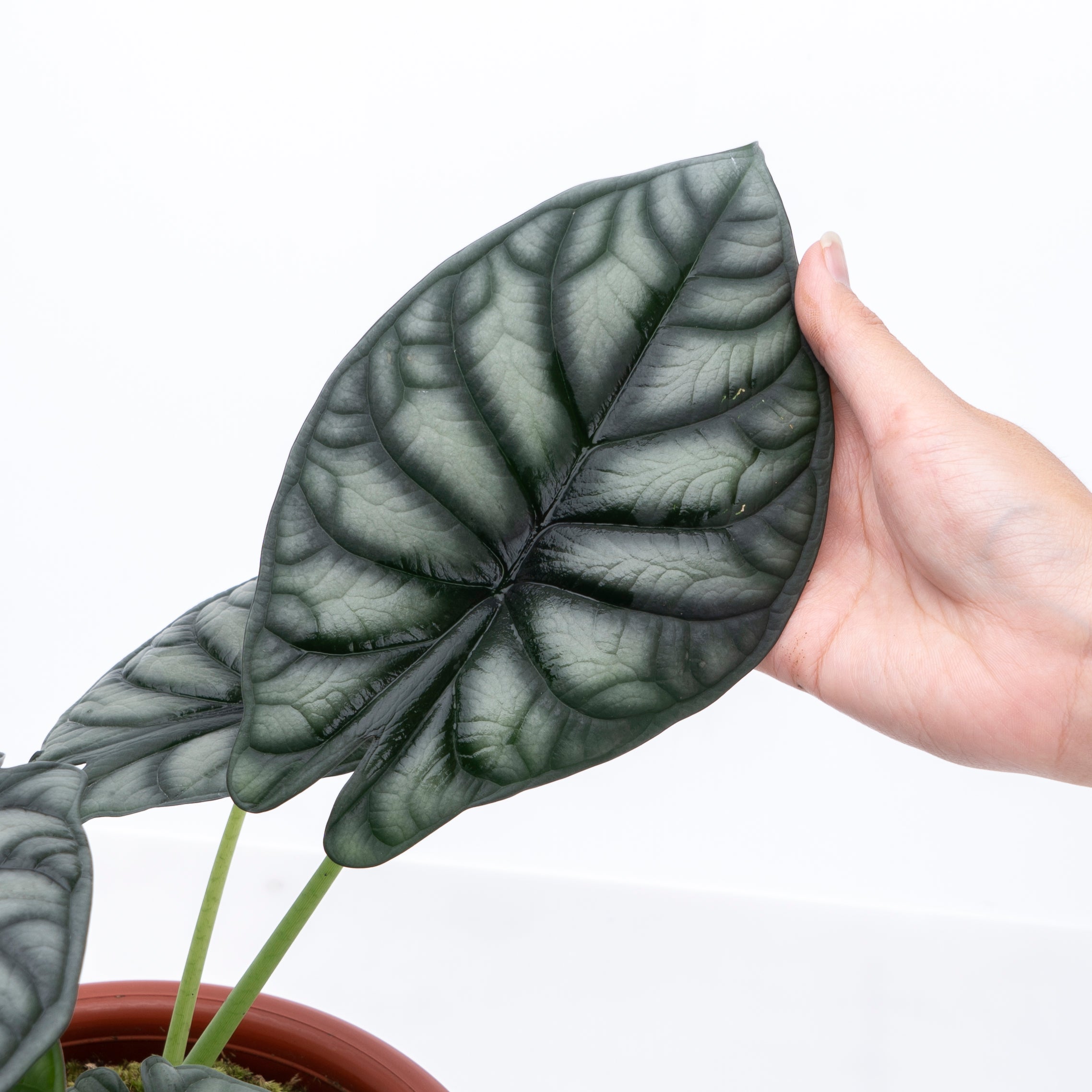 Alocasia Dragon Scale Borneo