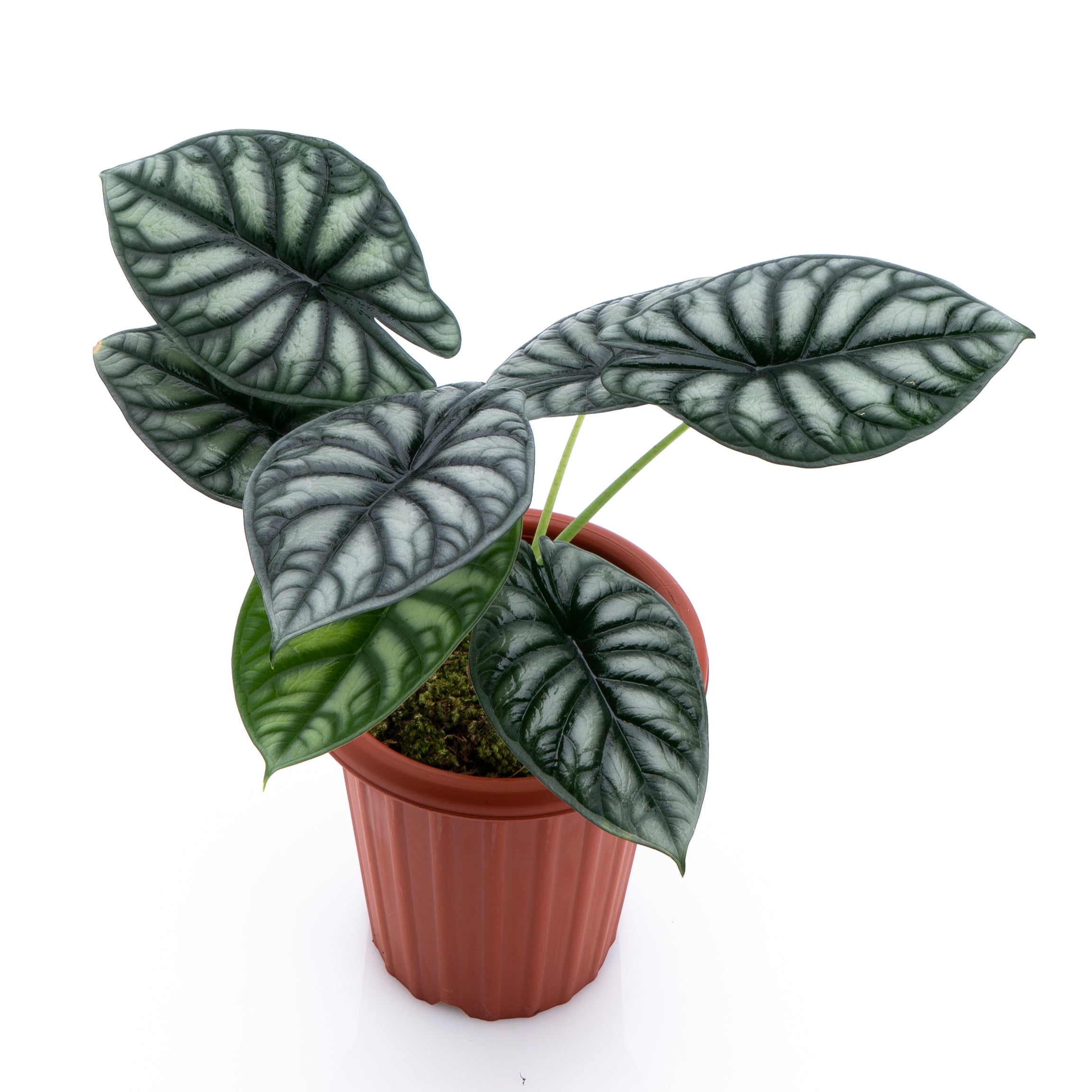 Alocasia Dragon Scale Borneo