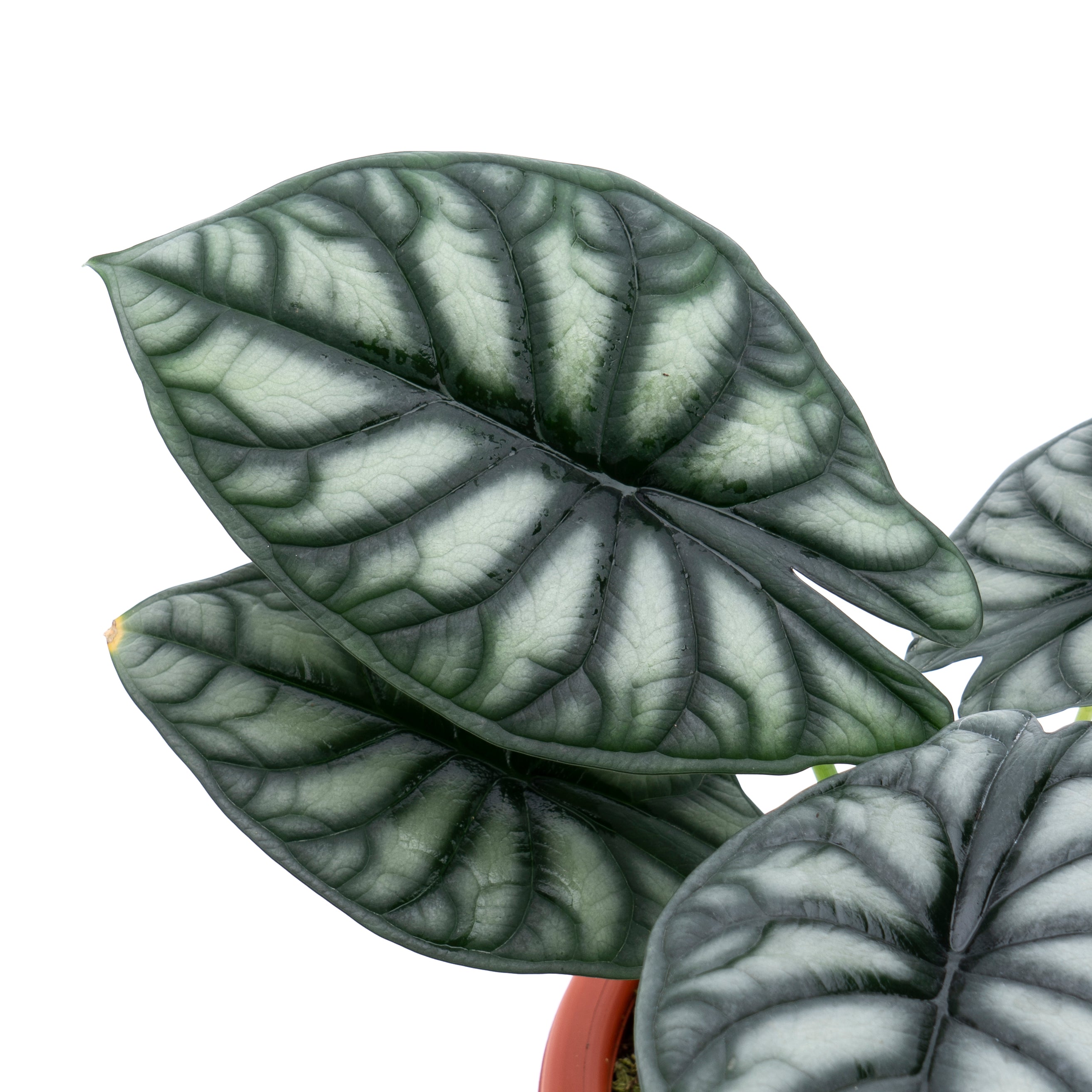 Alocasia Dragon Scale Borneo