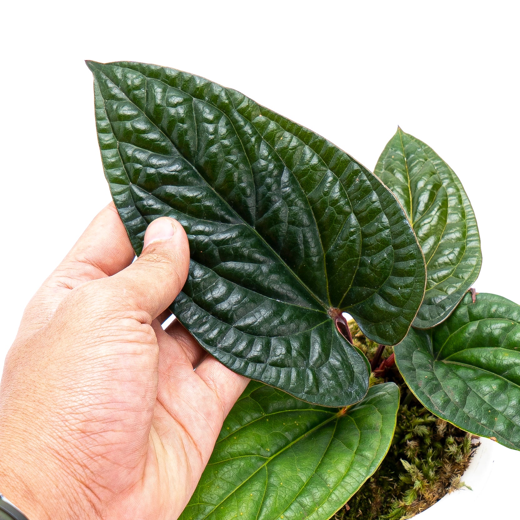 Anthurium Radicans