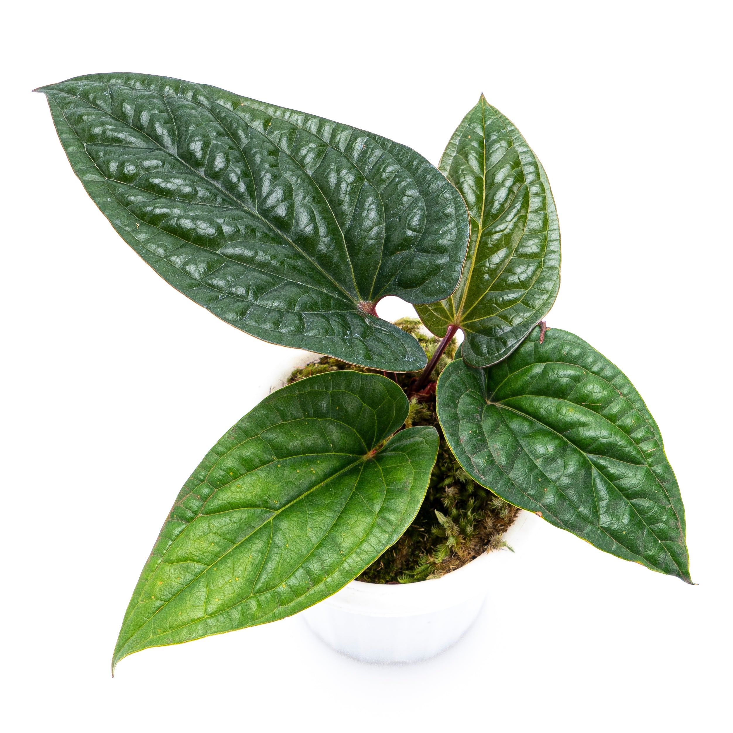 Anthurium Radicans