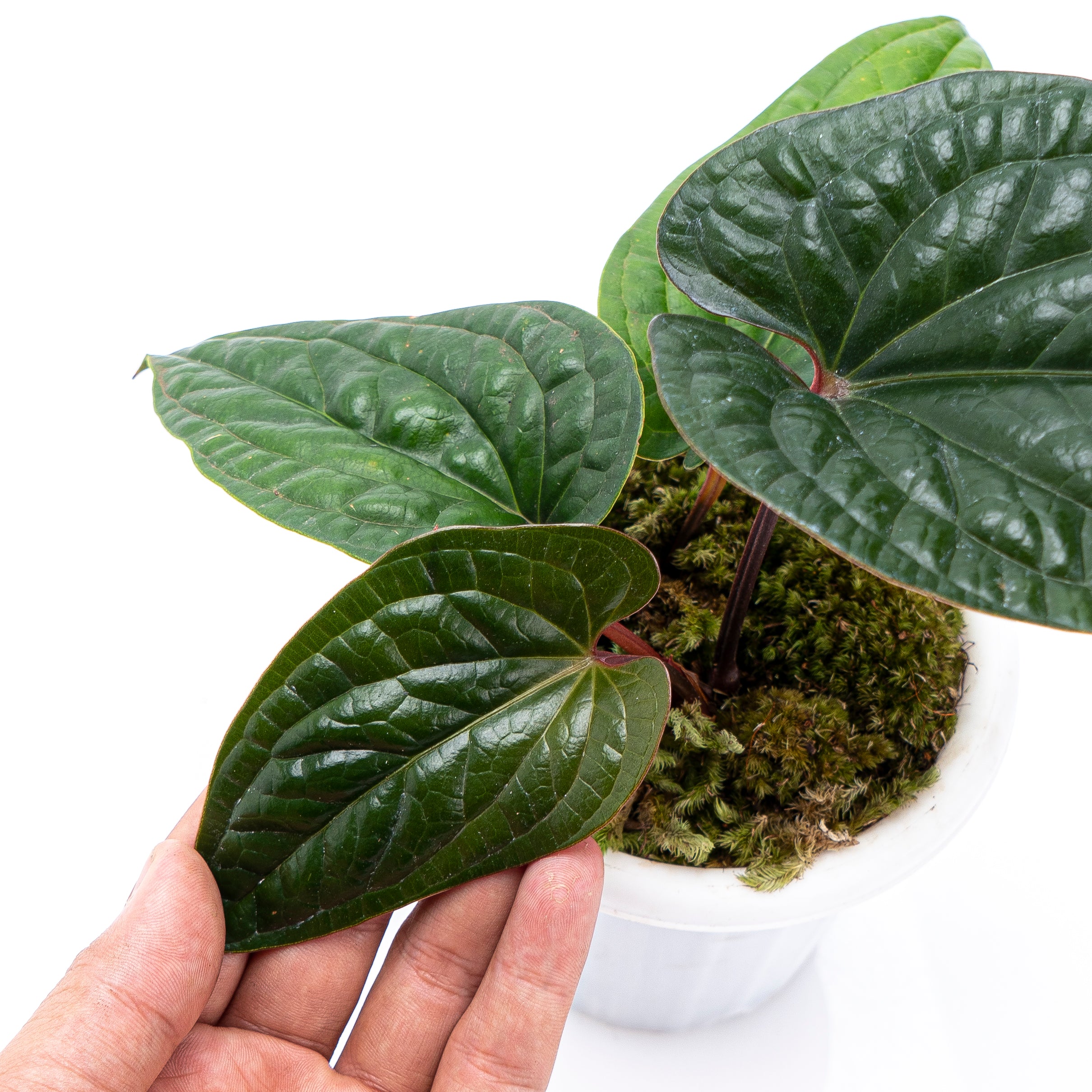 Anthurium Radicans