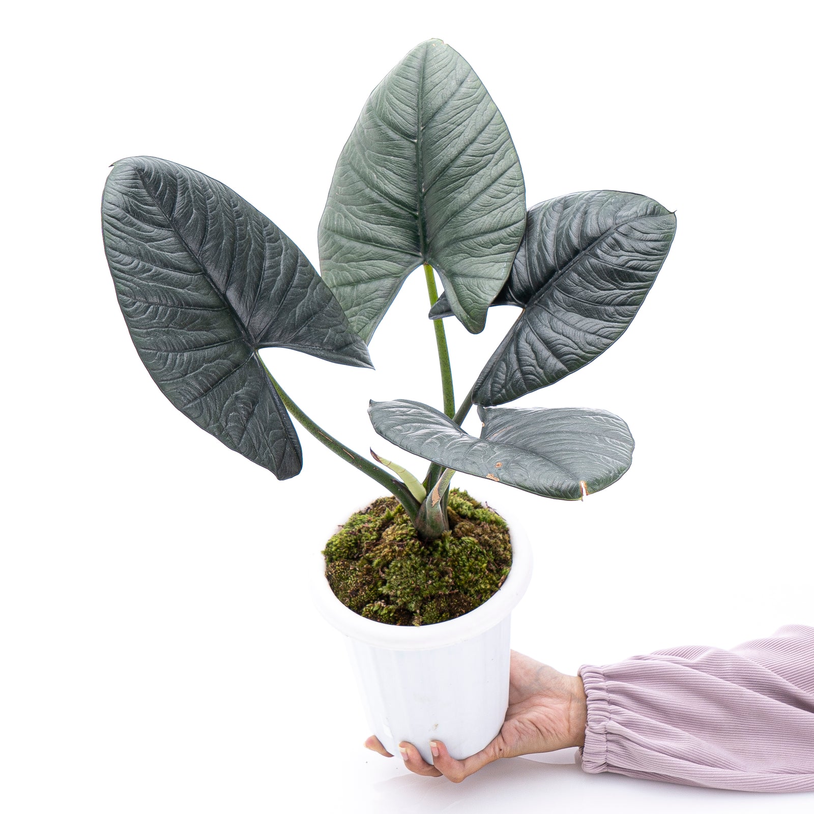 Alocasia Reginae Sp Borneo - Mature size – Aroid Market